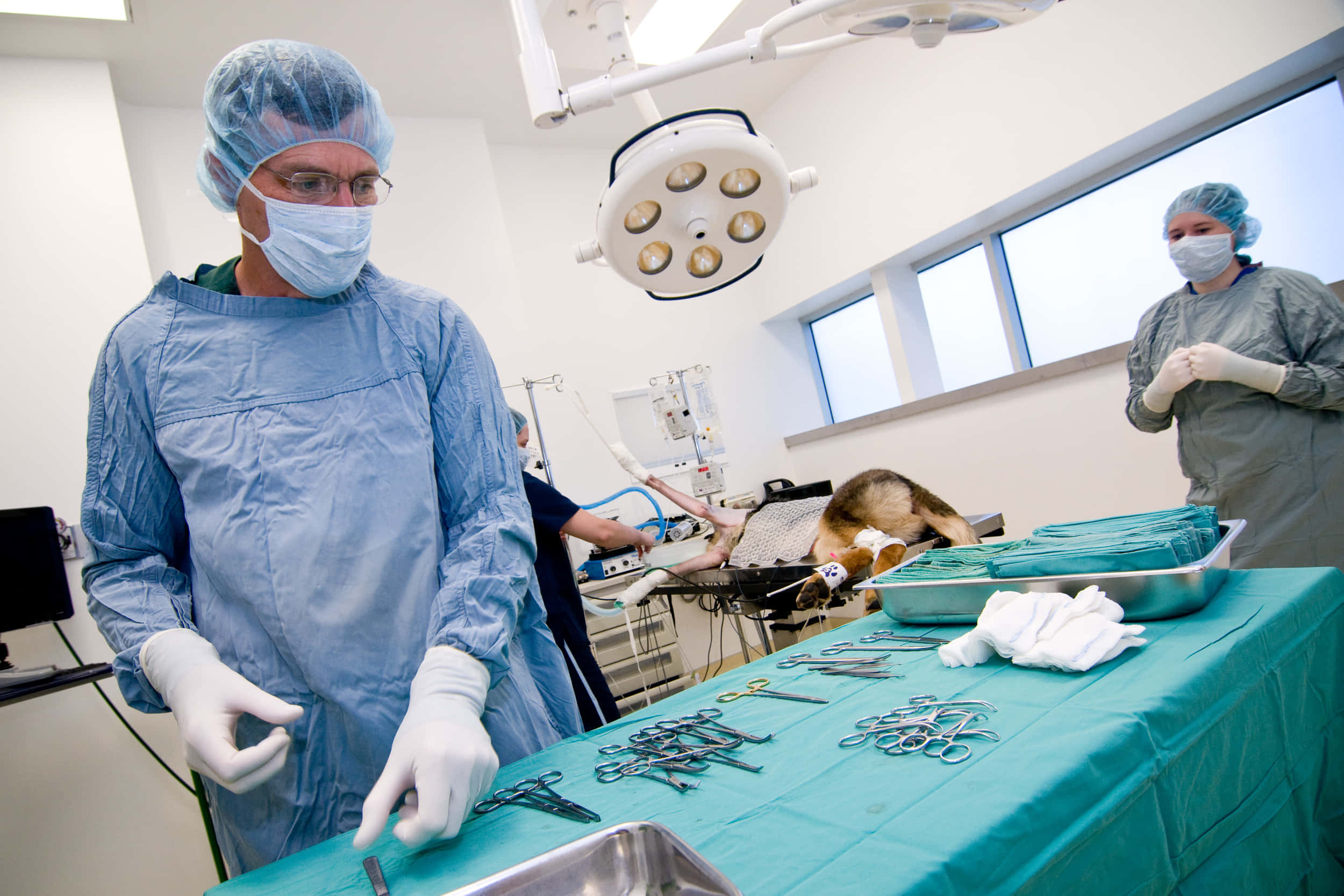 blue scrubs, dog, bright overhead lights, Full HD Desktop Wallpaper