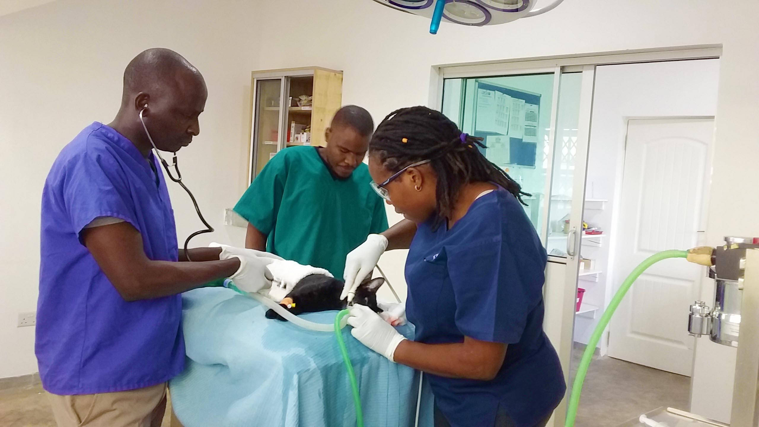 veterinarians, black cat, blue surgical table, 2K Desktop Wallpaper