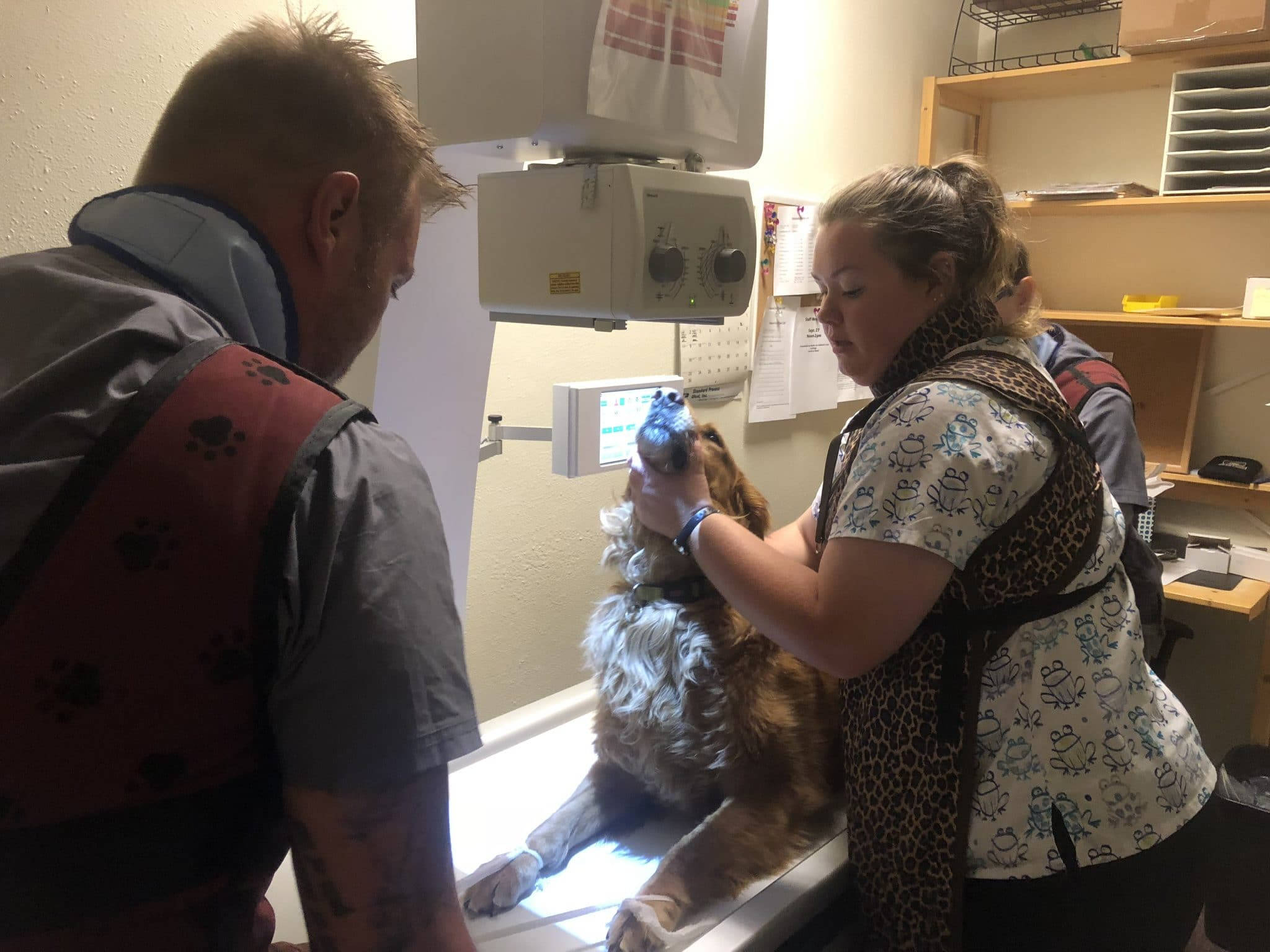 golden retriever, exam table, vet tech, Full HD Desktop Wallpaper