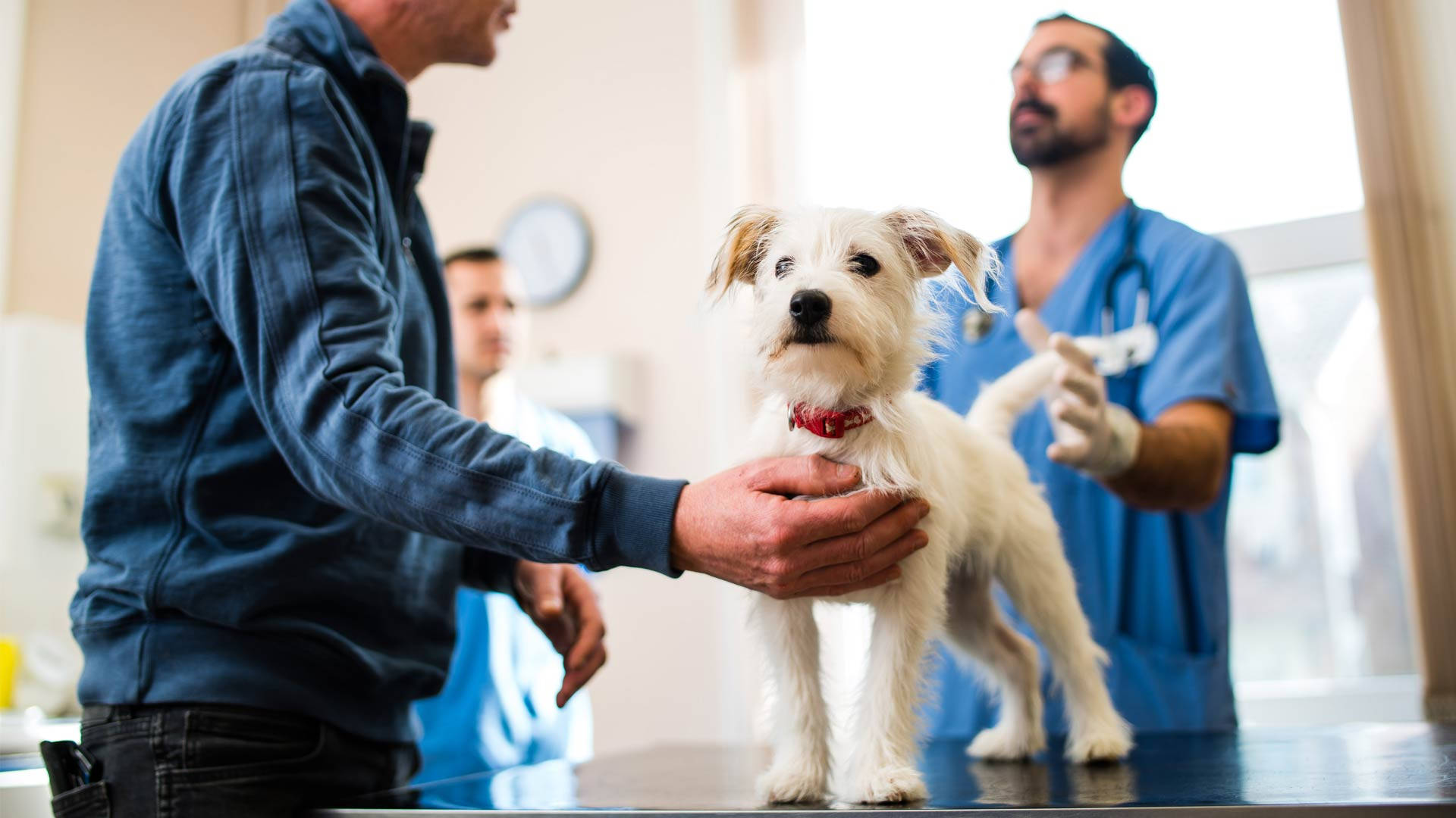white terrier, vet table, blue scrubs, Full HD Desktop Wallpaper