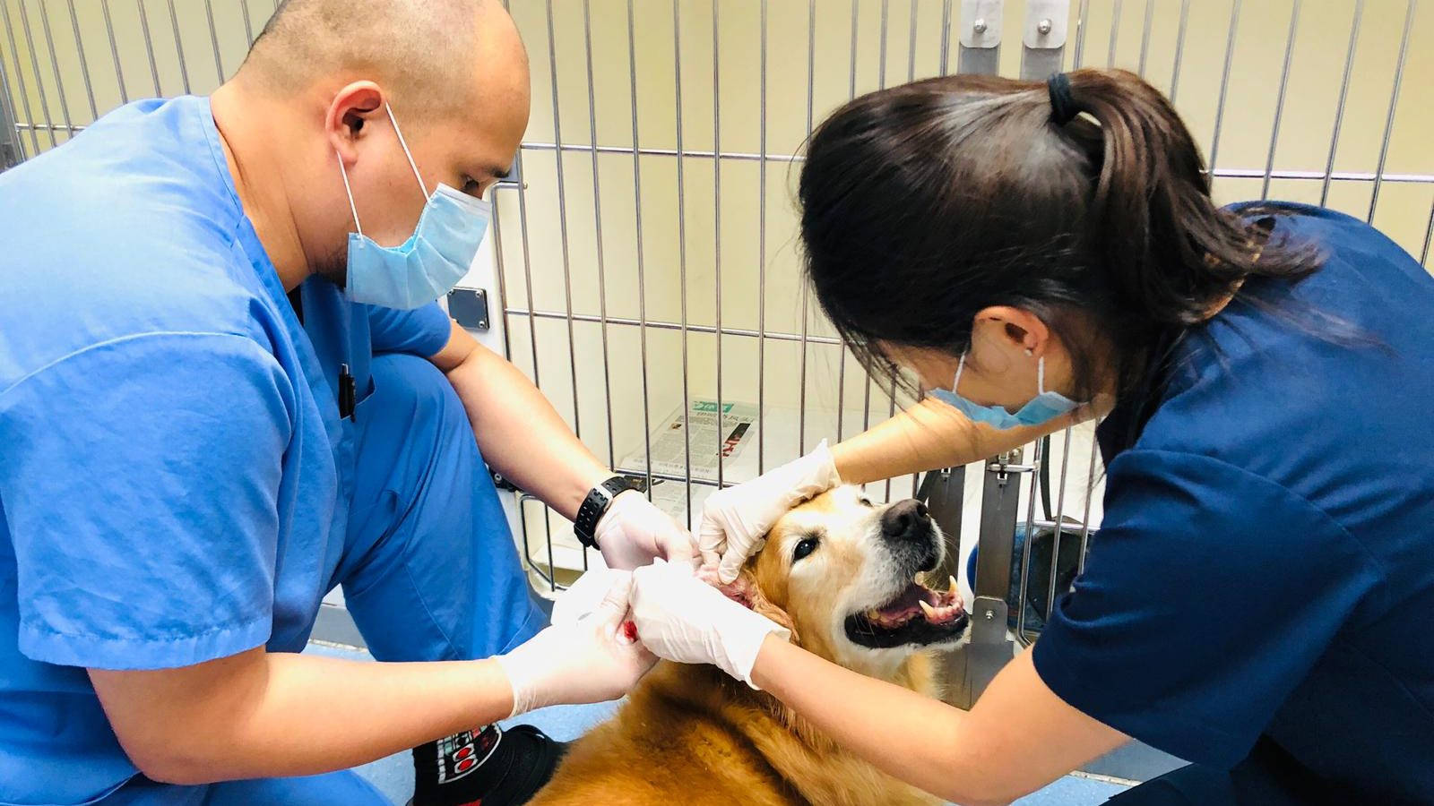 trusted veterinarian, golden retriever, blue scrubs, HD Desktop Wallpaper