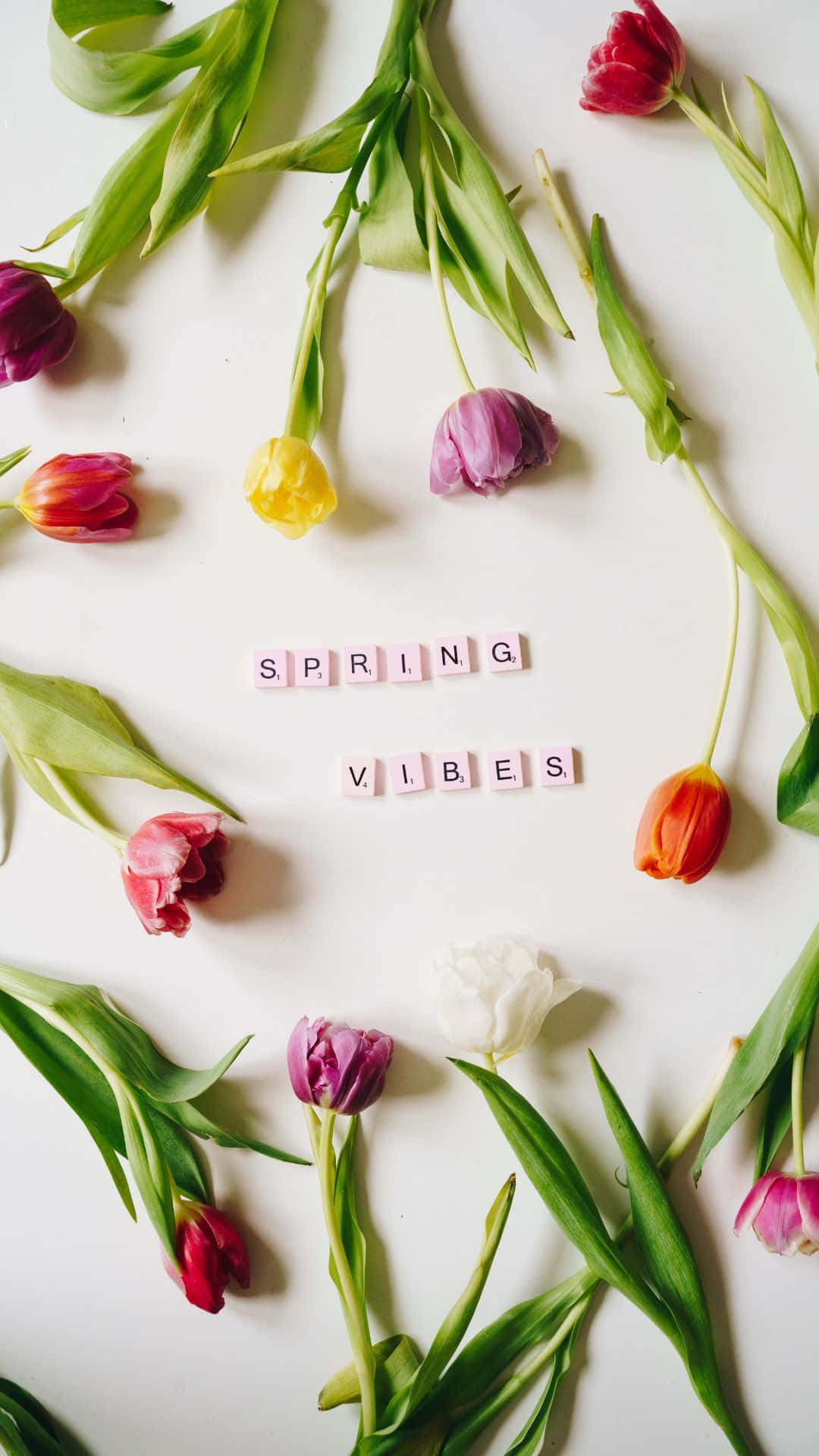 Spring Vibes, tulips, red yellow purple white, Full HD Phone Wallpaper