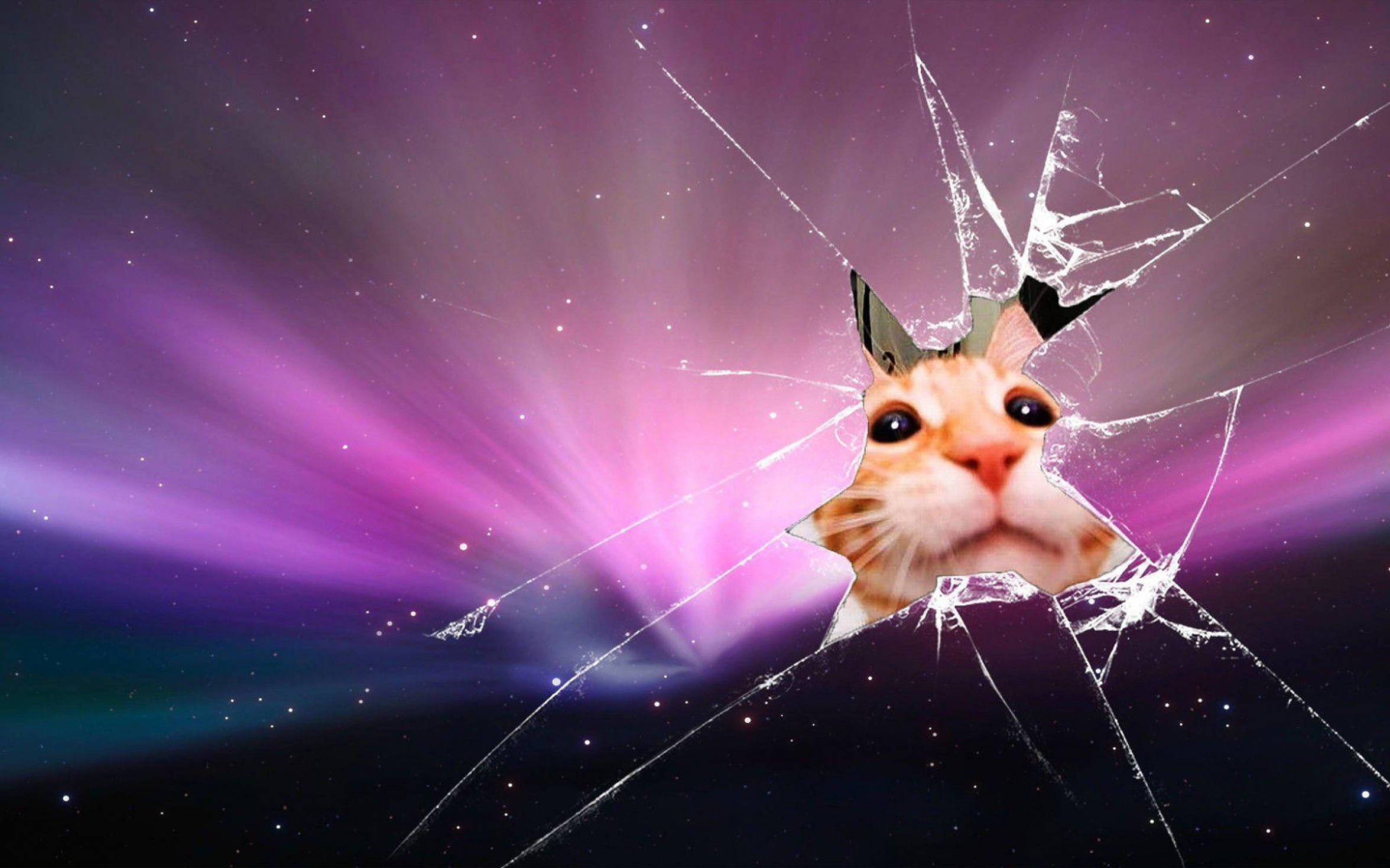 orange tabby cat, shattered glass pane, vibrant purple cosmic background, Full HD Desktop Wallpaper