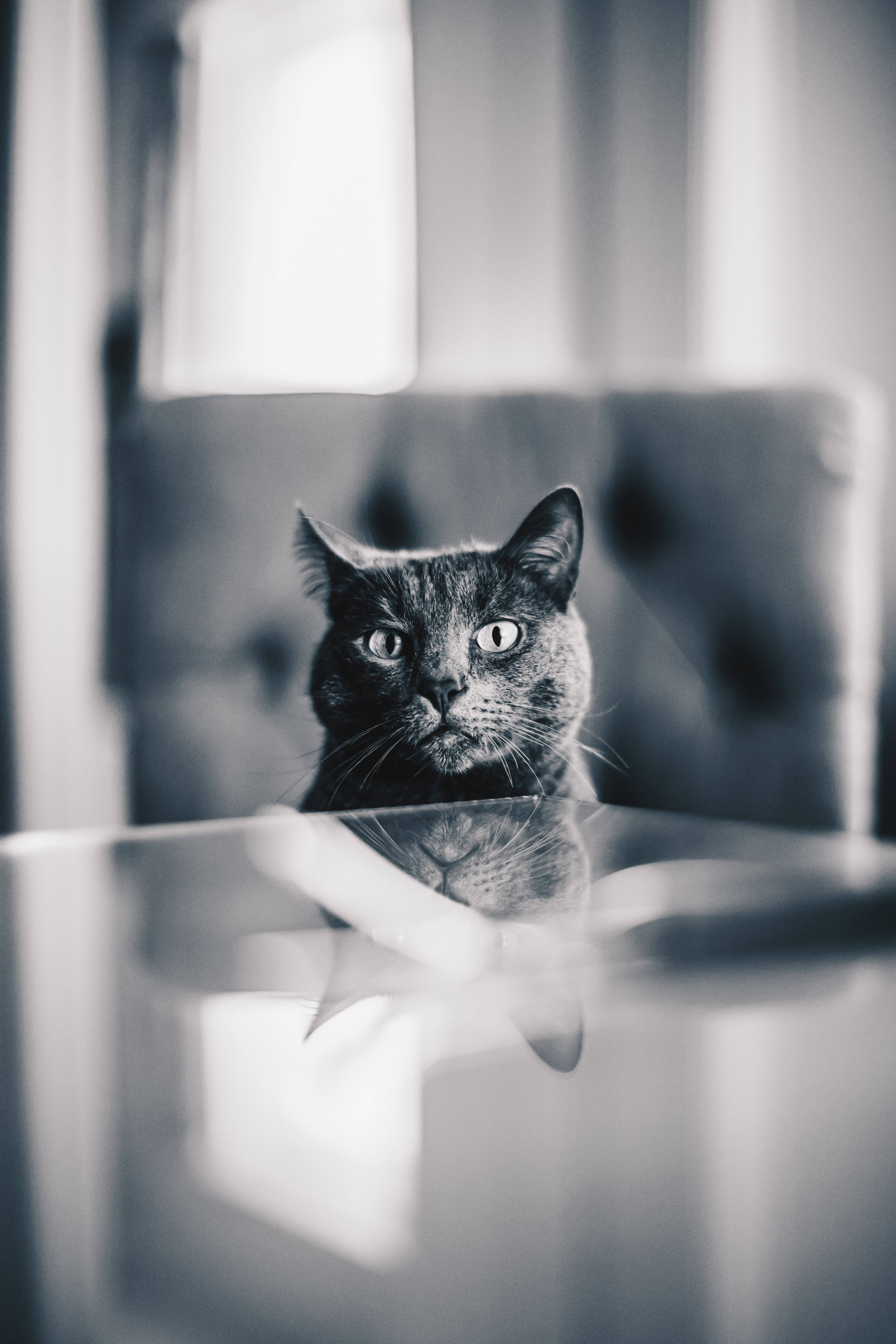 gray cat, reflective glass surface, blurred tufted chair, 5K Phone Wallpaper