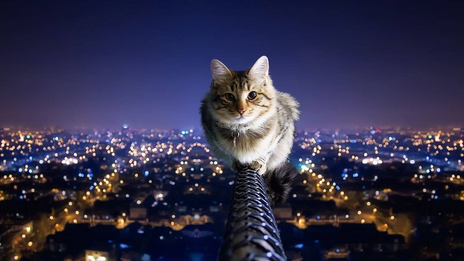 tabby cat, railing, cityscape, HD Desktop Wallpaper