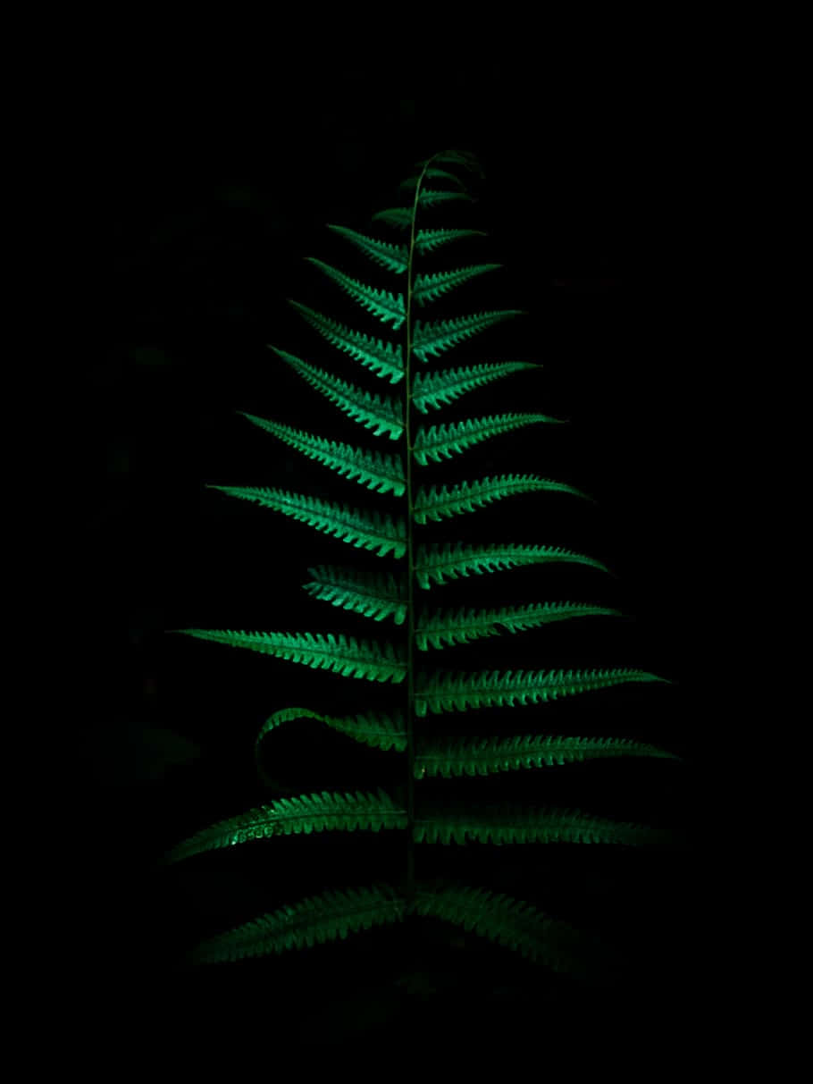 Vibrant Super AMOLED, vibrant green, pitch black background, SD Phone Wallpaper