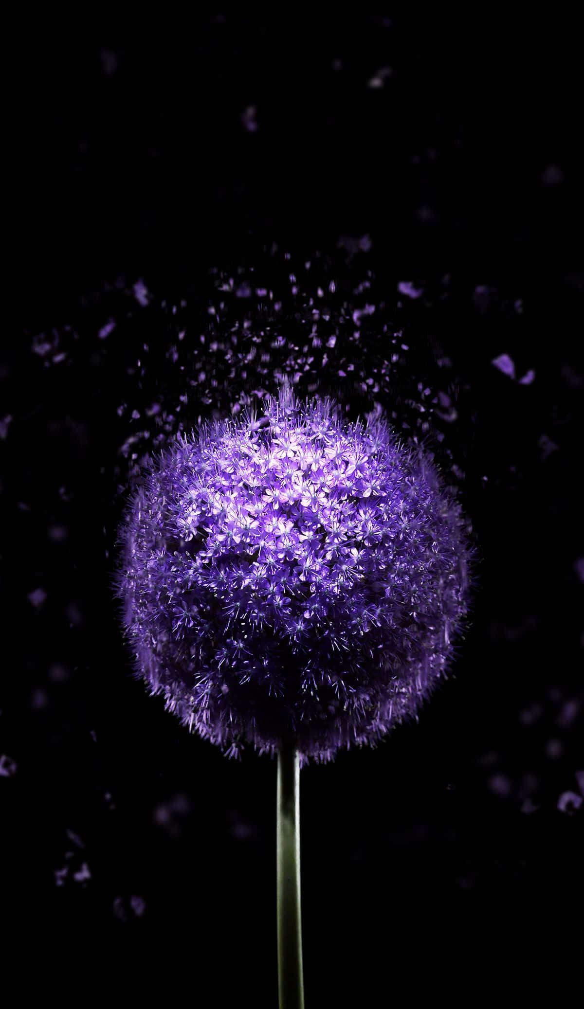 vibrant Super AMOLED, purple allium flower, stark black background, Full HD Phone Wallpaper