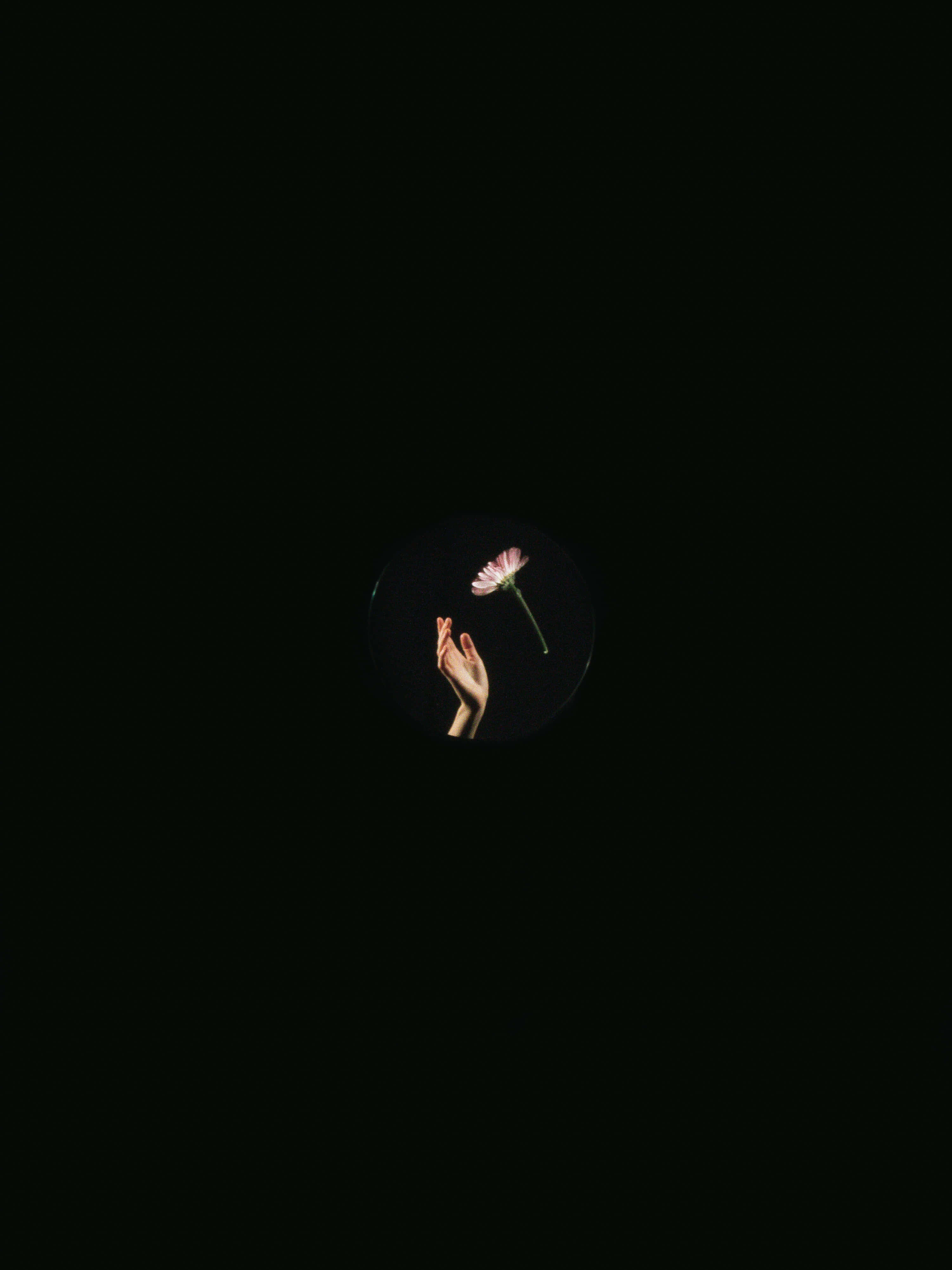 Vibrant Super AMOLED, pink flower, dark circular void, 4K Phone Wallpaper