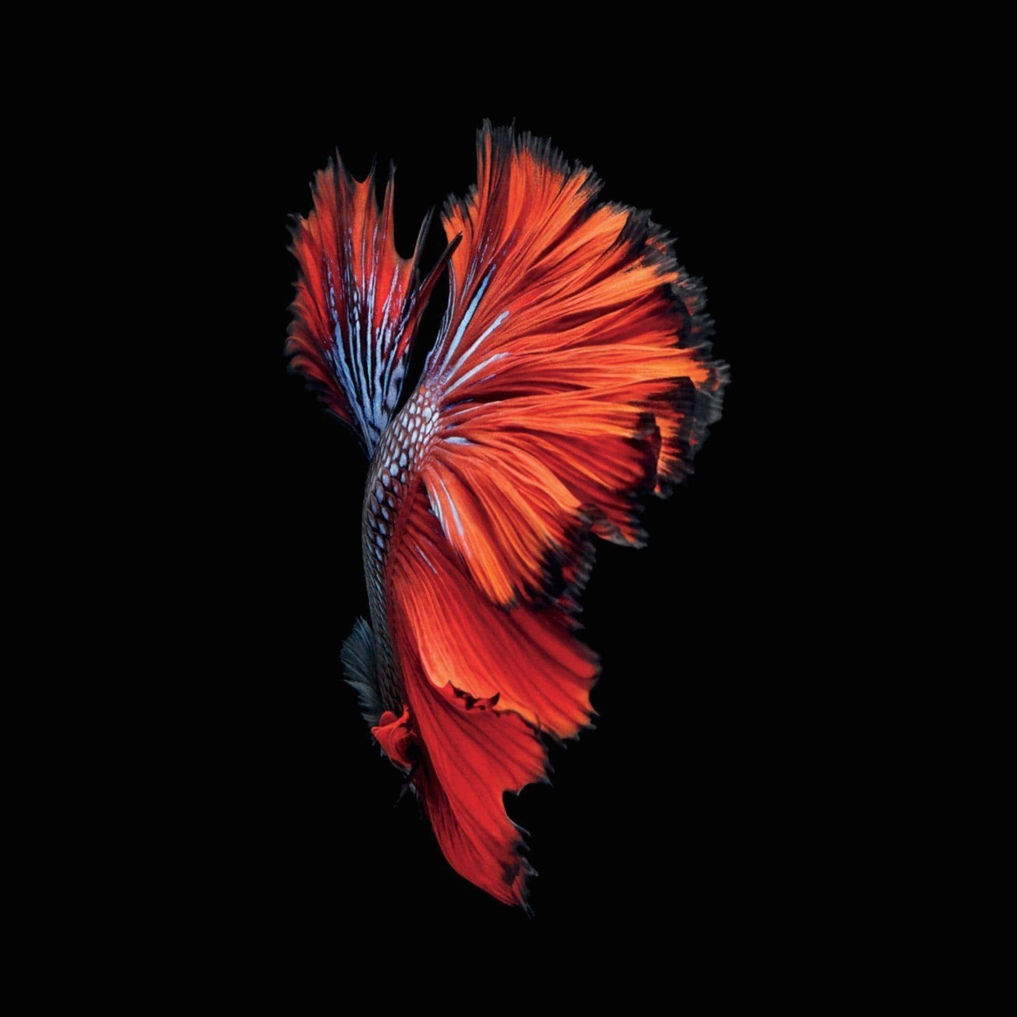 vibrant super amoled, red betta fish, flowing fins, Full HD Desktop Wallpaper