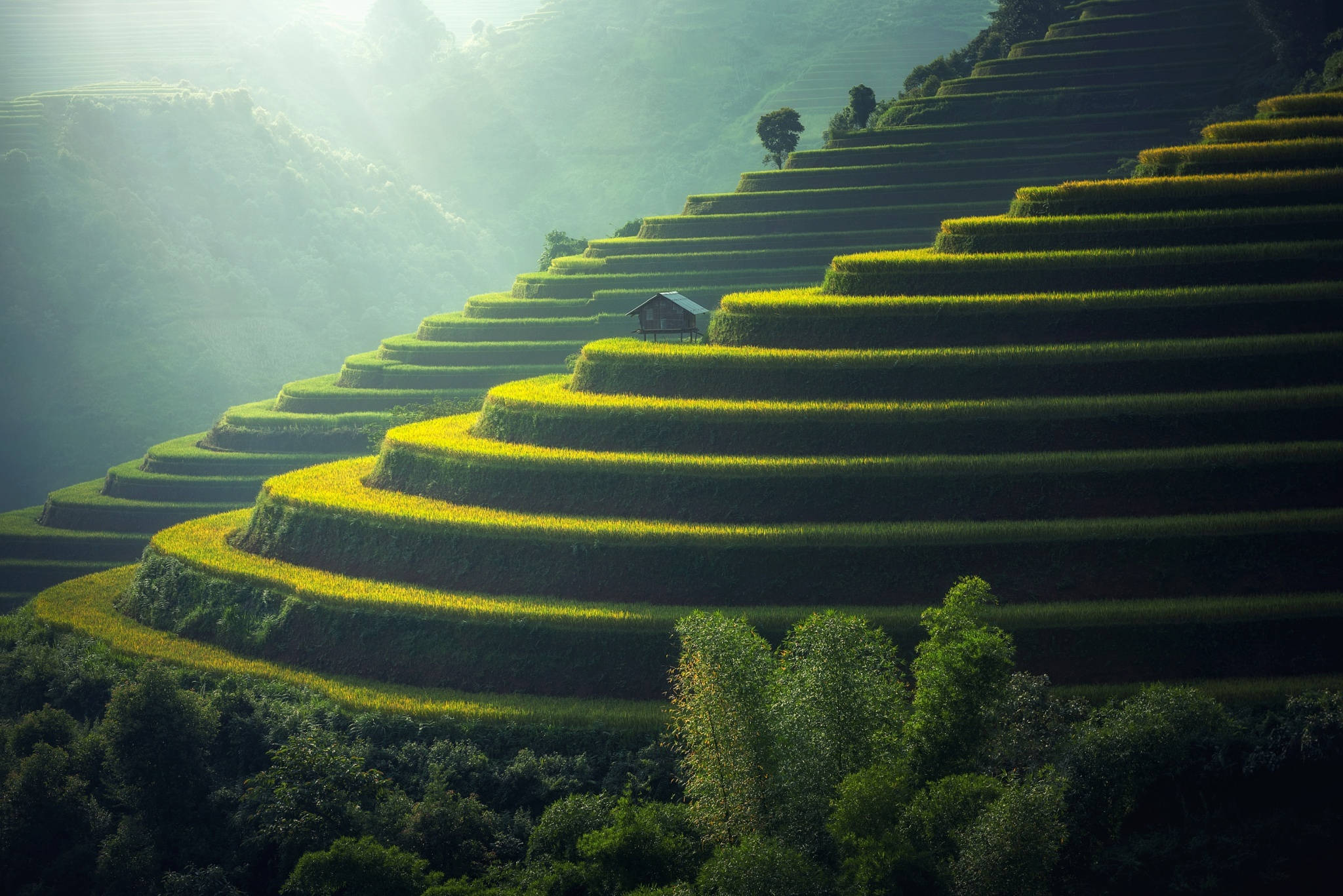 Vietnam, rice terraces, vibrant green, Full HD Desktop Wallpaper