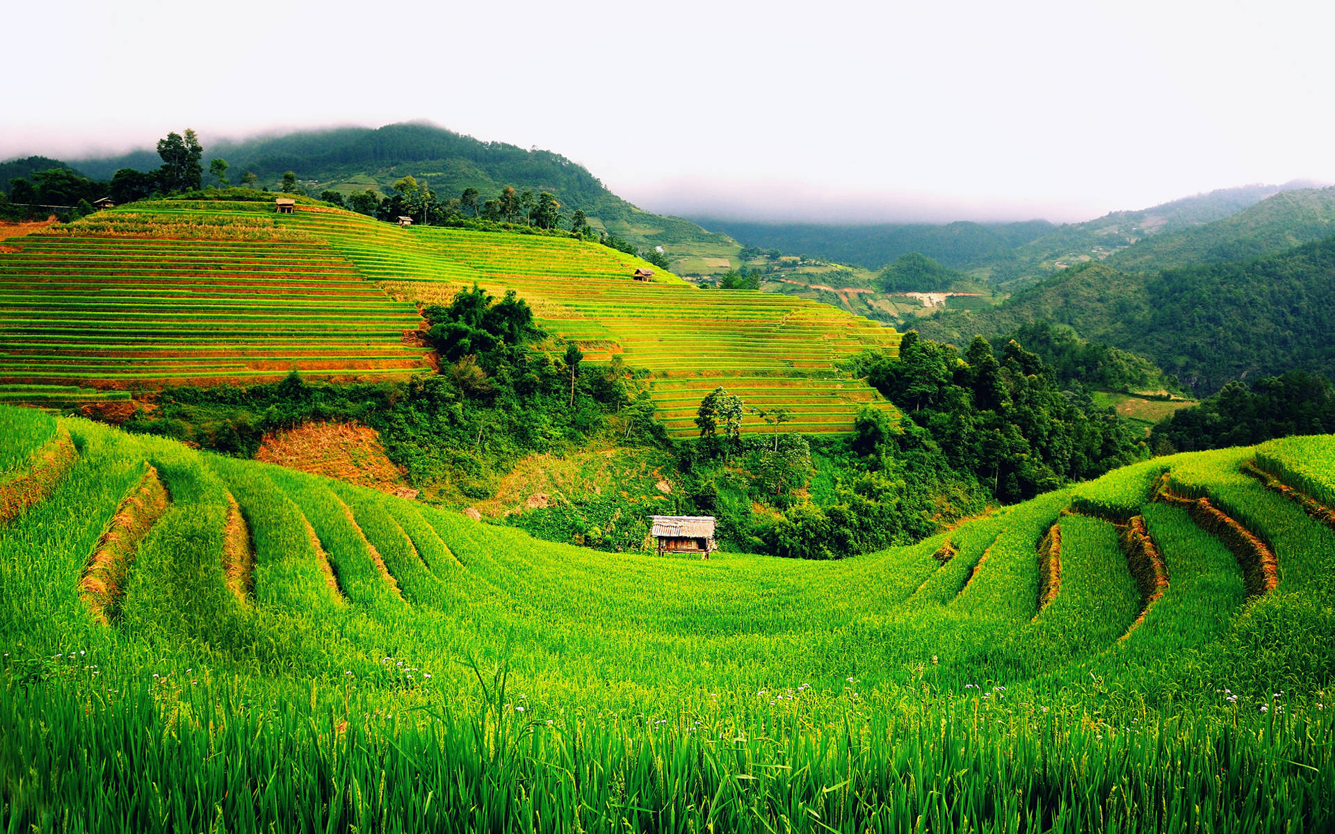 Vietnam, terraced rice fields, misty mountains, Full HD Desktop Wallpaper