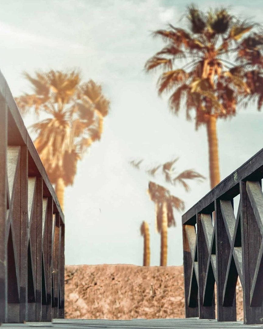 Vijay Mahar, black bridge, palm trees, SD Phone Wallpaper