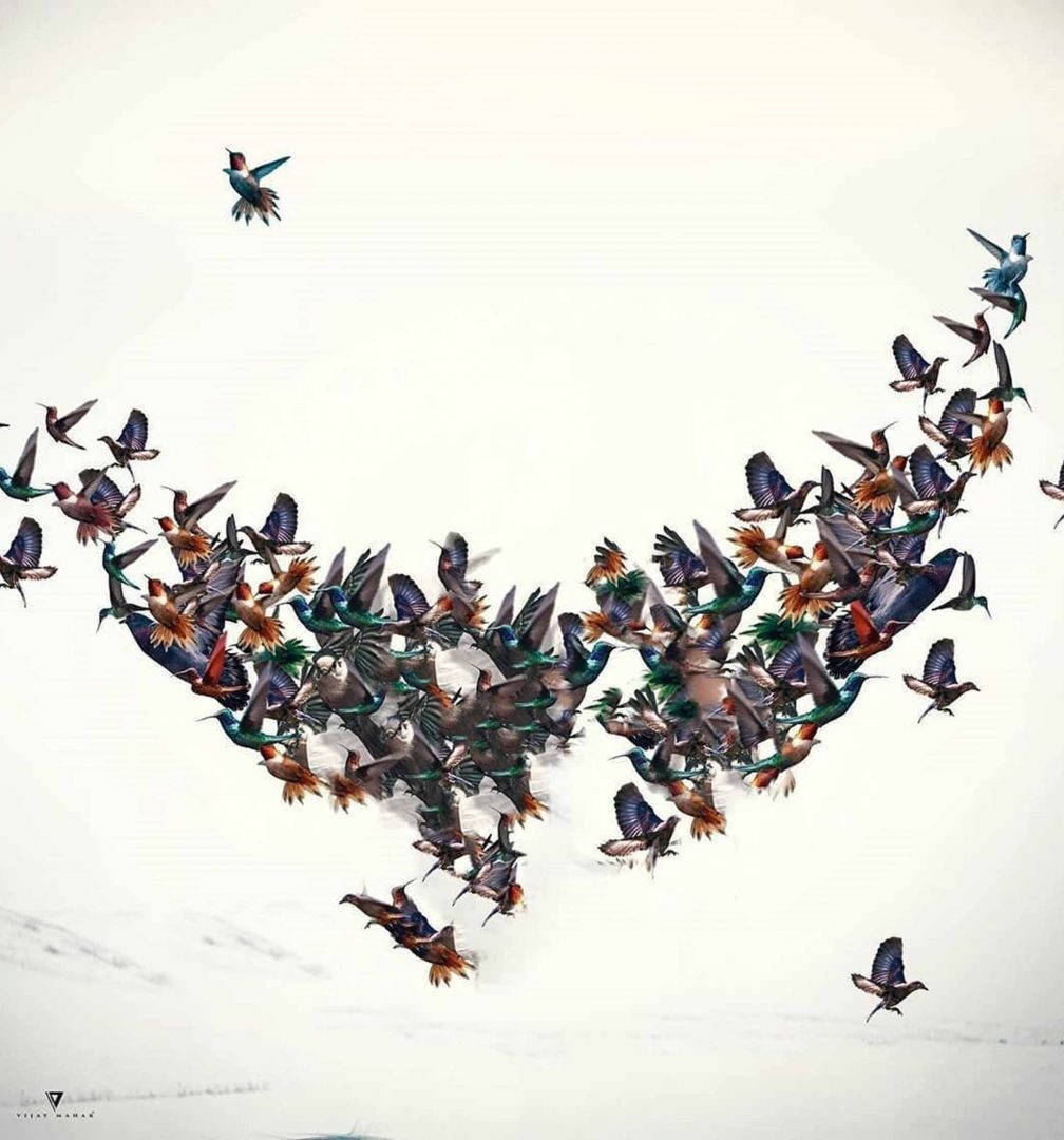Vijay Mahar, flock of colorful hummingbirds, soft white sky, SD Phone Wallpaper
