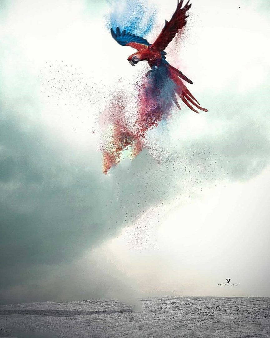 Vijay Mahar, parrot, powder edit, SD Phone Wallpaper