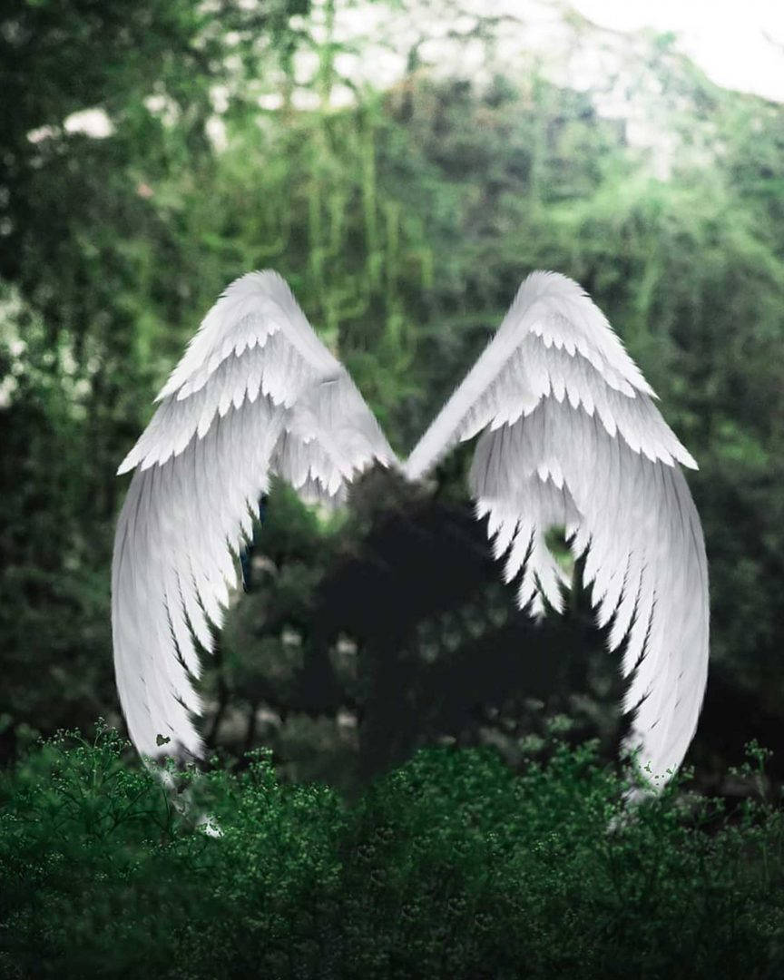 Vijay Mahar, white wings, green plants, SD Phone Wallpaper