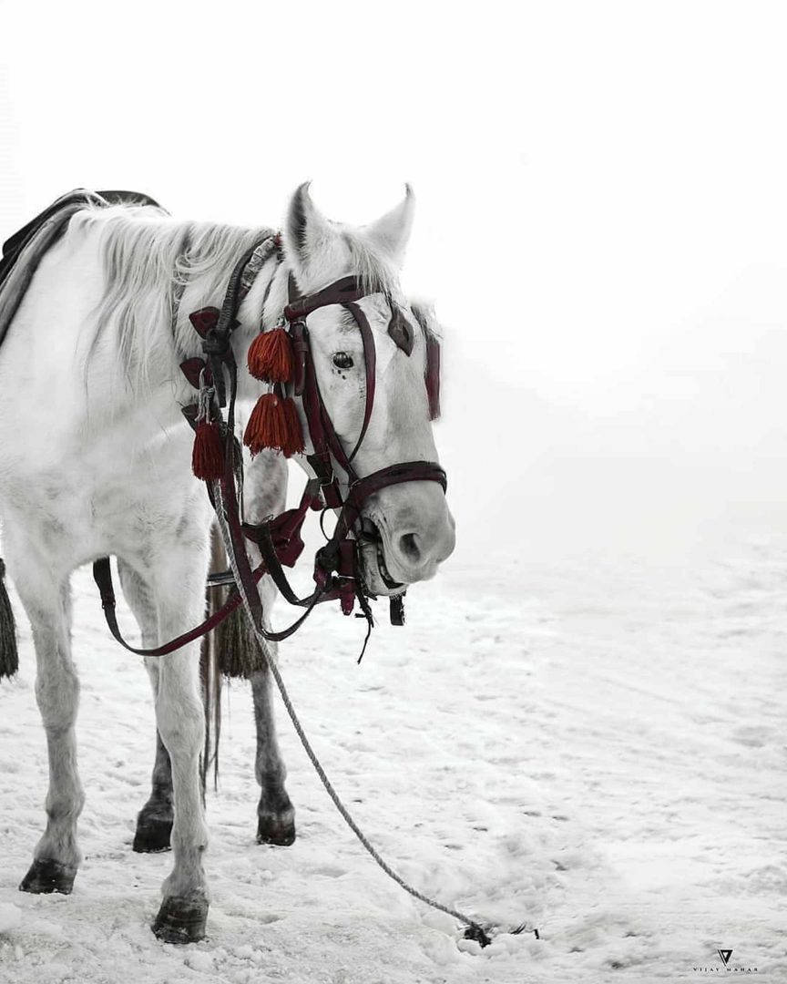 Vijay Mahar, white horse, red tassels, SD Phone Wallpaper