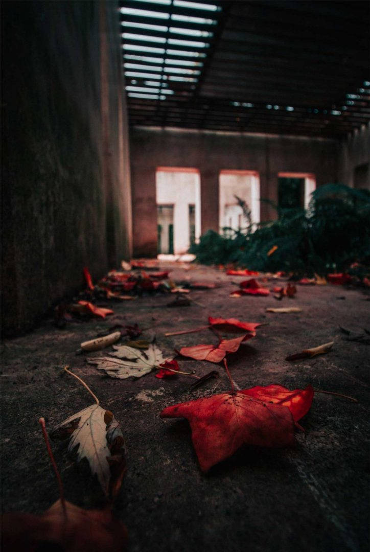 Vijay Mahar, fallen maple leaves, cracked concrete floor, SD Phone Wallpaper