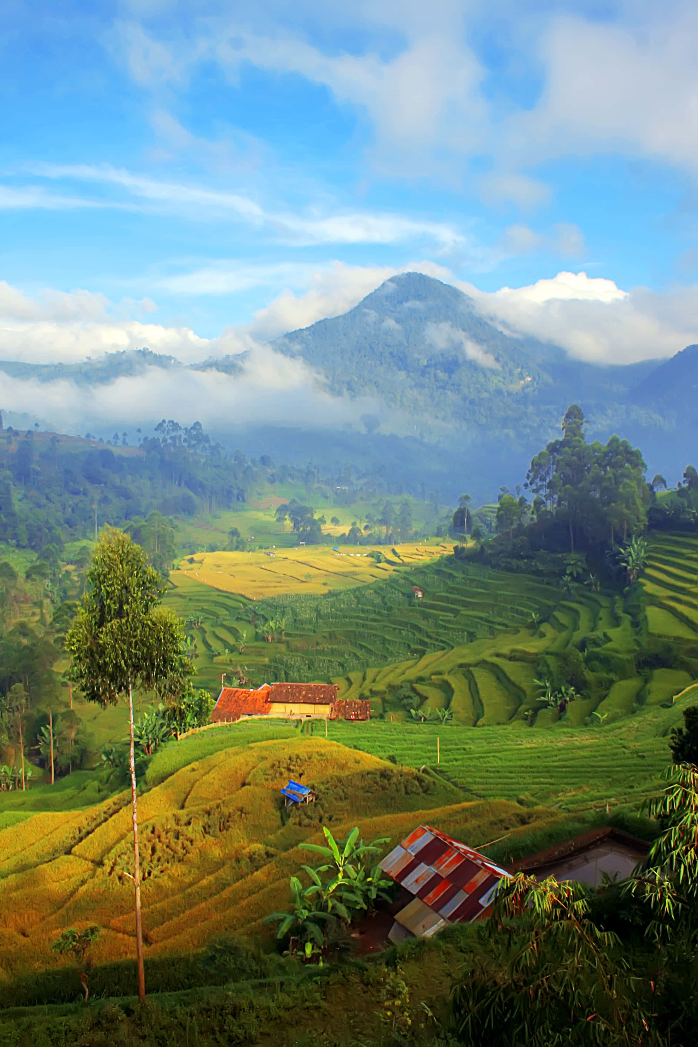 rice fields, mountain valley, terraced rice fields, 2K Phone Wallpaper
