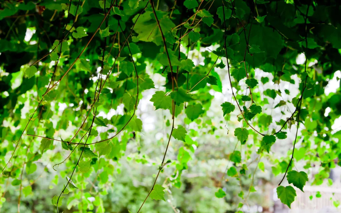 Vine