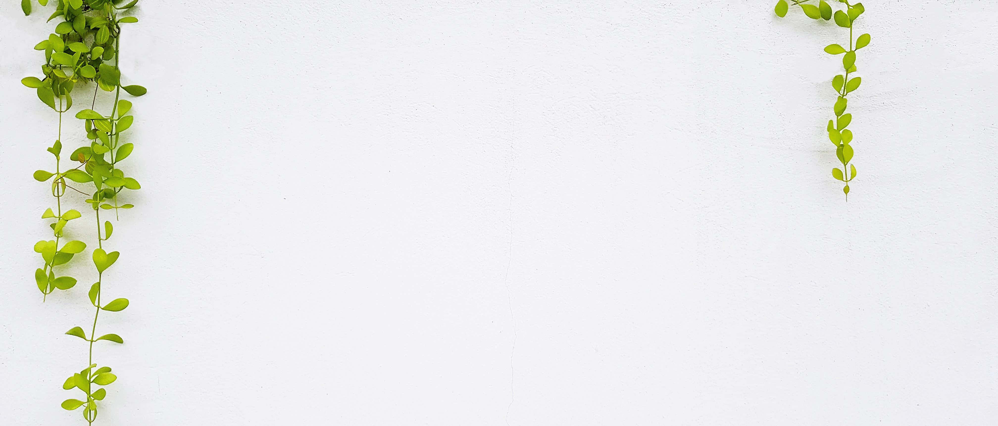 green vines, white background, top corners, 4K Desktop Wallpaper