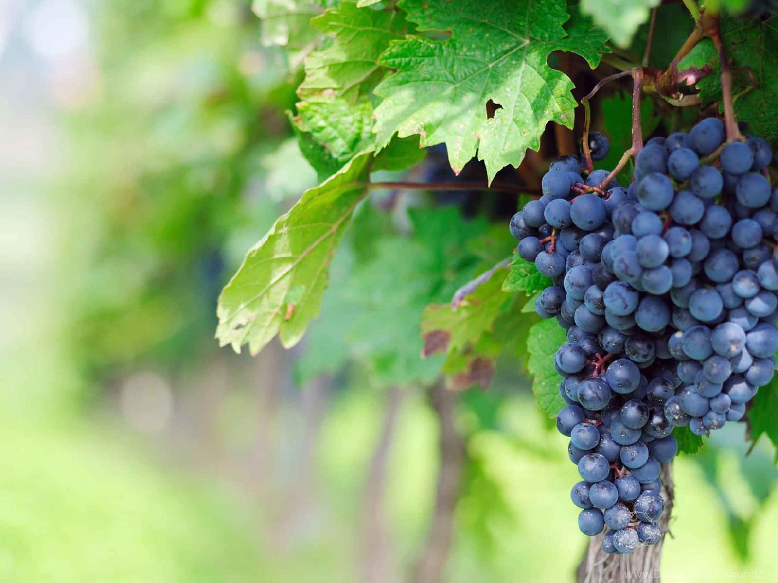 ripe vineyard grapes, deep purple grapes, vine, HD Desktop Wallpaper