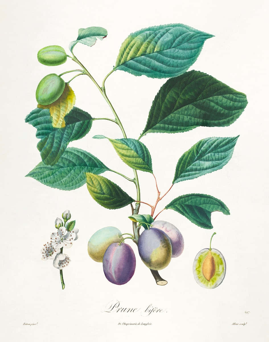 Italian Prune Plum, Prune bijère, green leaves, SD Phone Wallpaper
