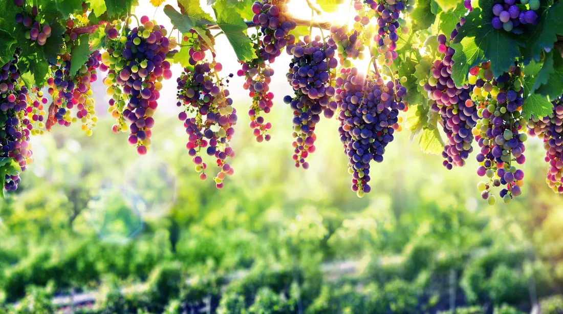 Vineyard