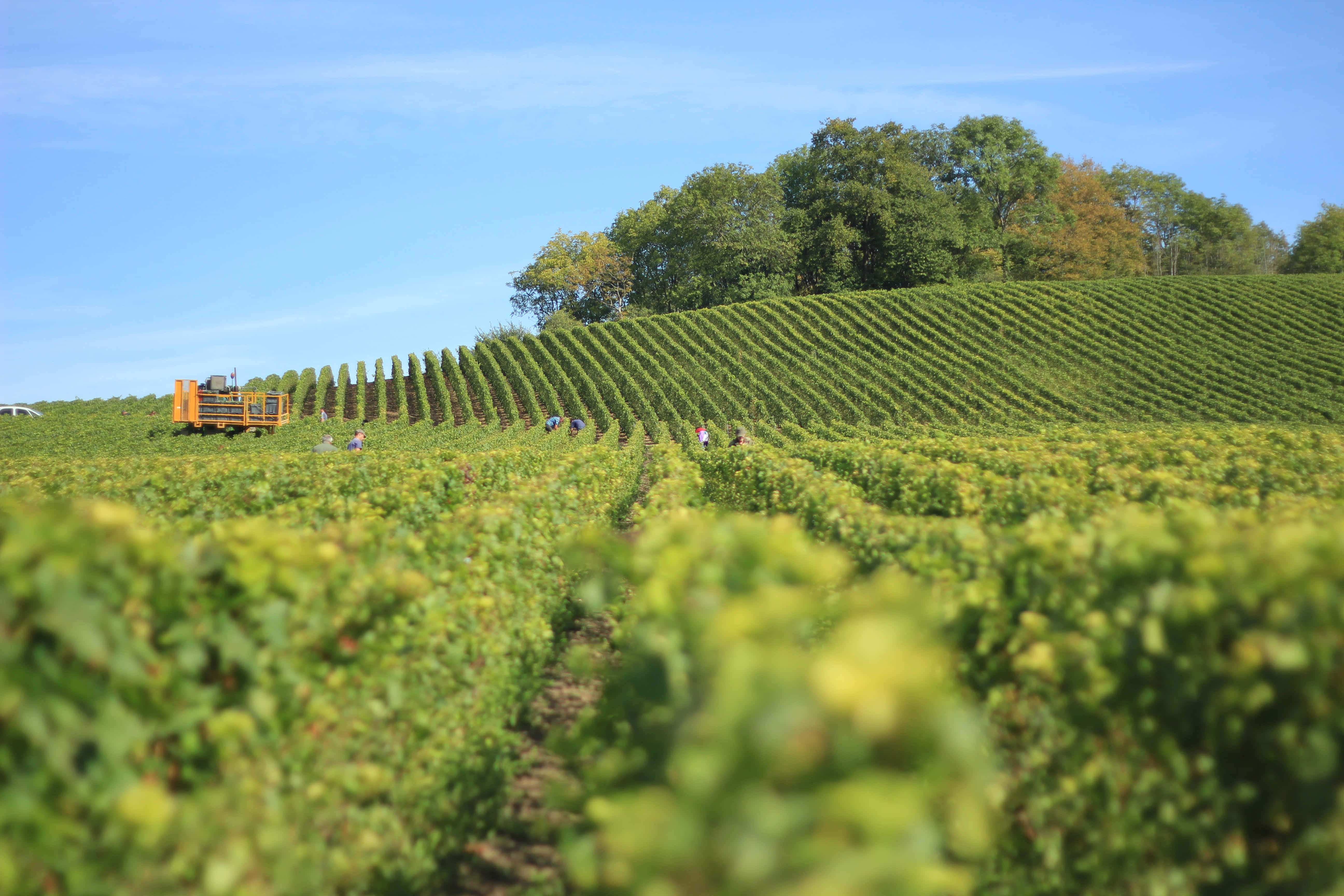 mechanical harvester, vineyard, rows of lush green grapevines, 5K Desktop Wallpaper