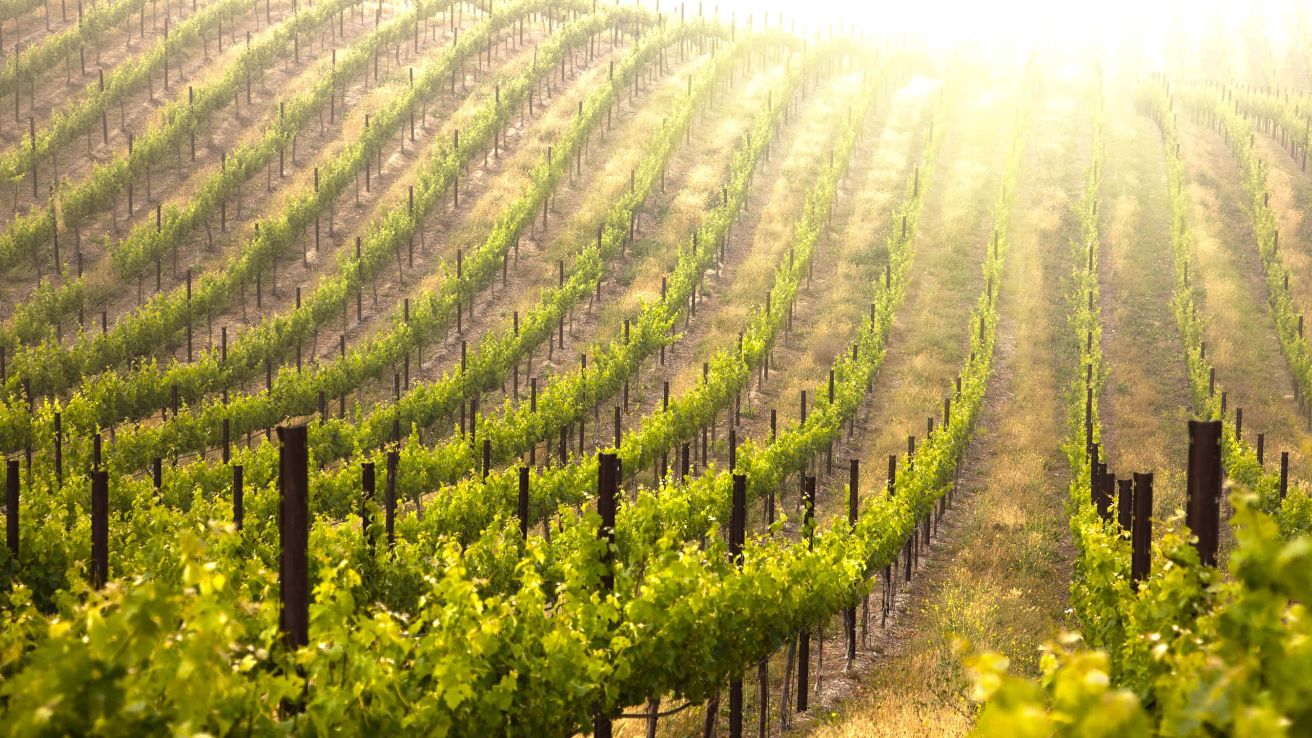 foggy vineyard, lush green grapevines, sunlit hillside, 2K Desktop Wallpaper