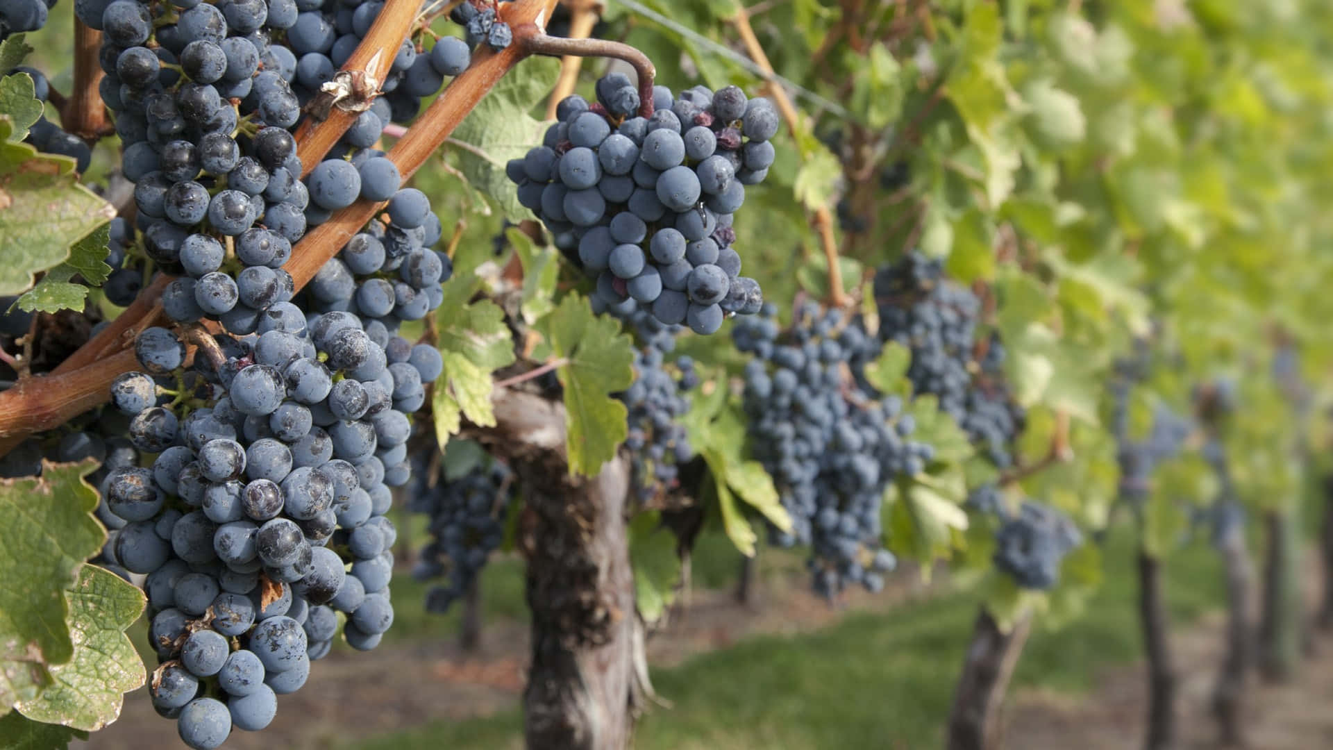 Vineyard, Concord grape, dark blue grapes, Full HD Desktop Wallpaper
