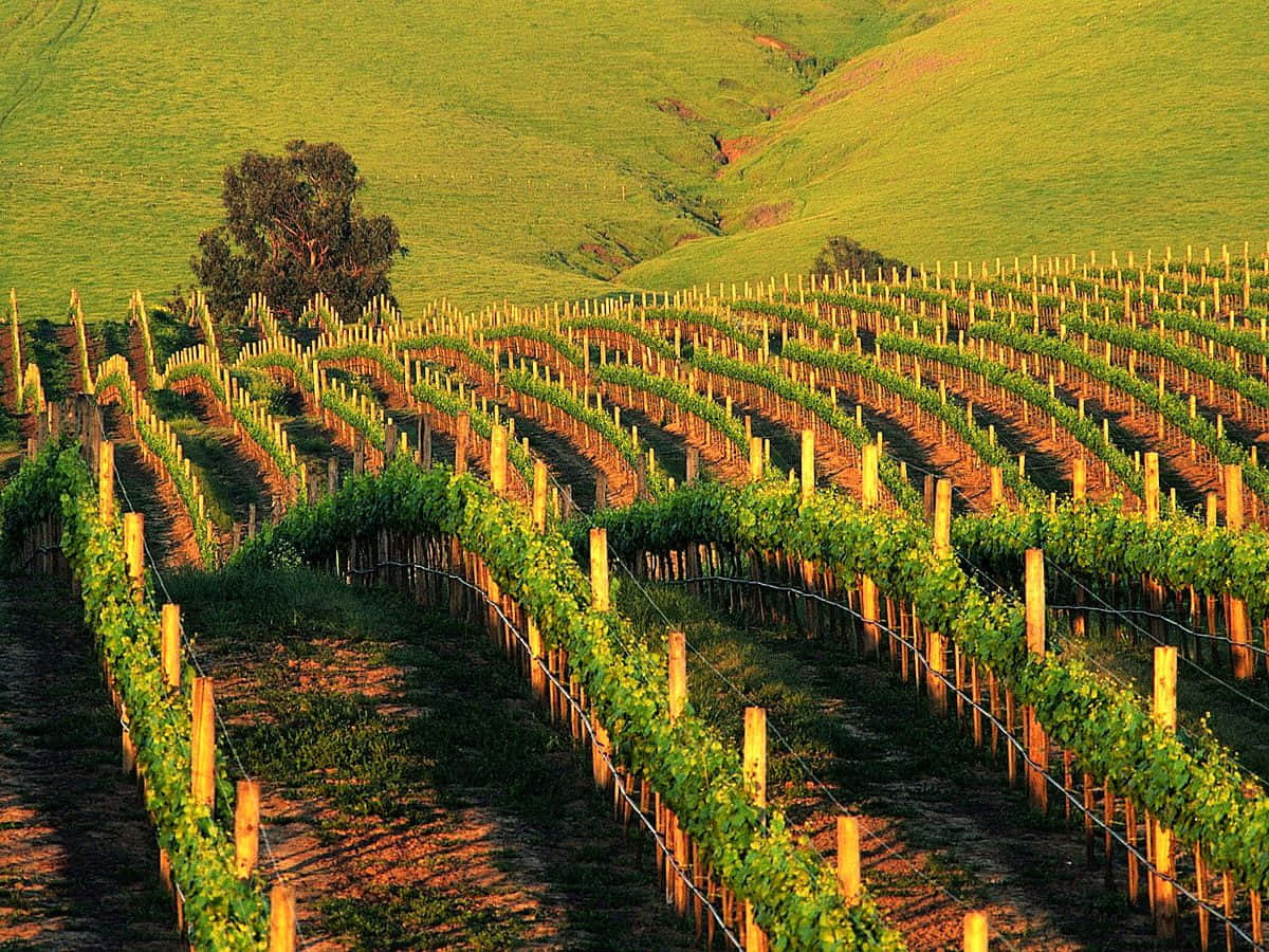wavy vineyard, lush green grapevines, rolling hills, SD Desktop Wallpaper