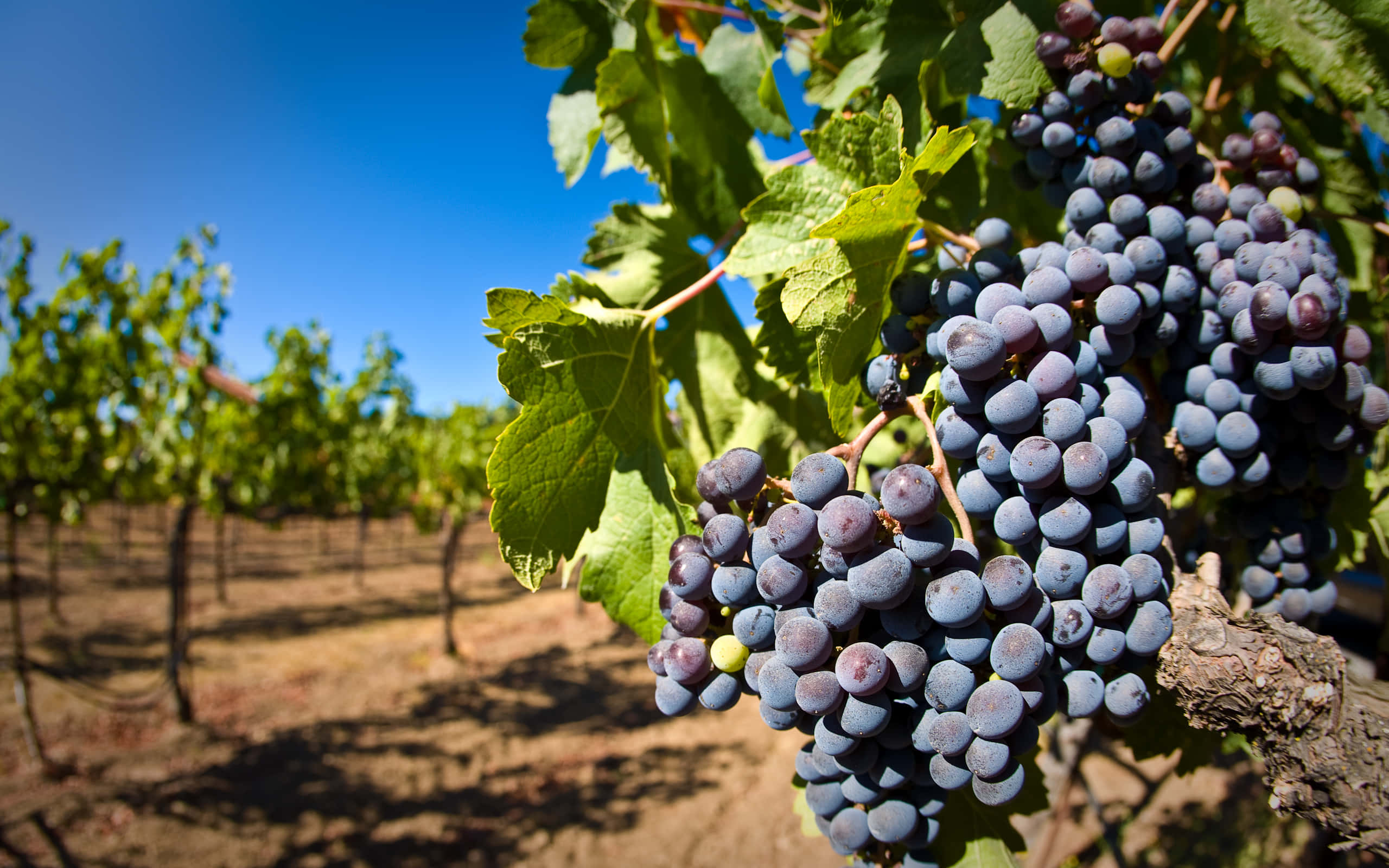 Mataro grape, vineyard, sunlit, 2K Desktop Wallpaper