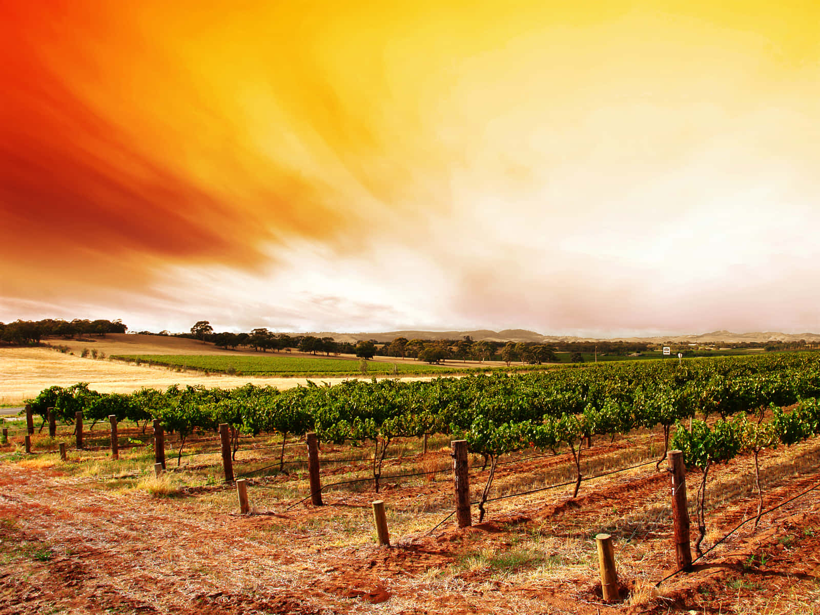 orange sunset, vineyard, rows of grapevines, HD Desktop Wallpaper