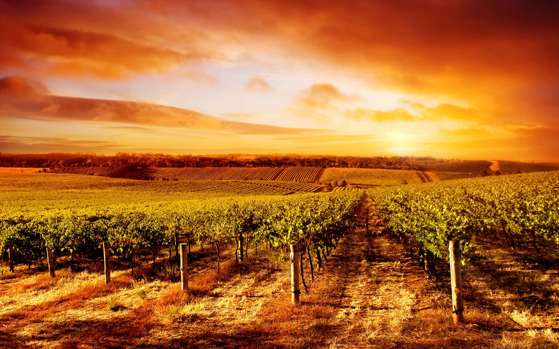 Vineyard, fiery orange sunset sky, rows of grapevines, Full HD Desktop Wallpaper