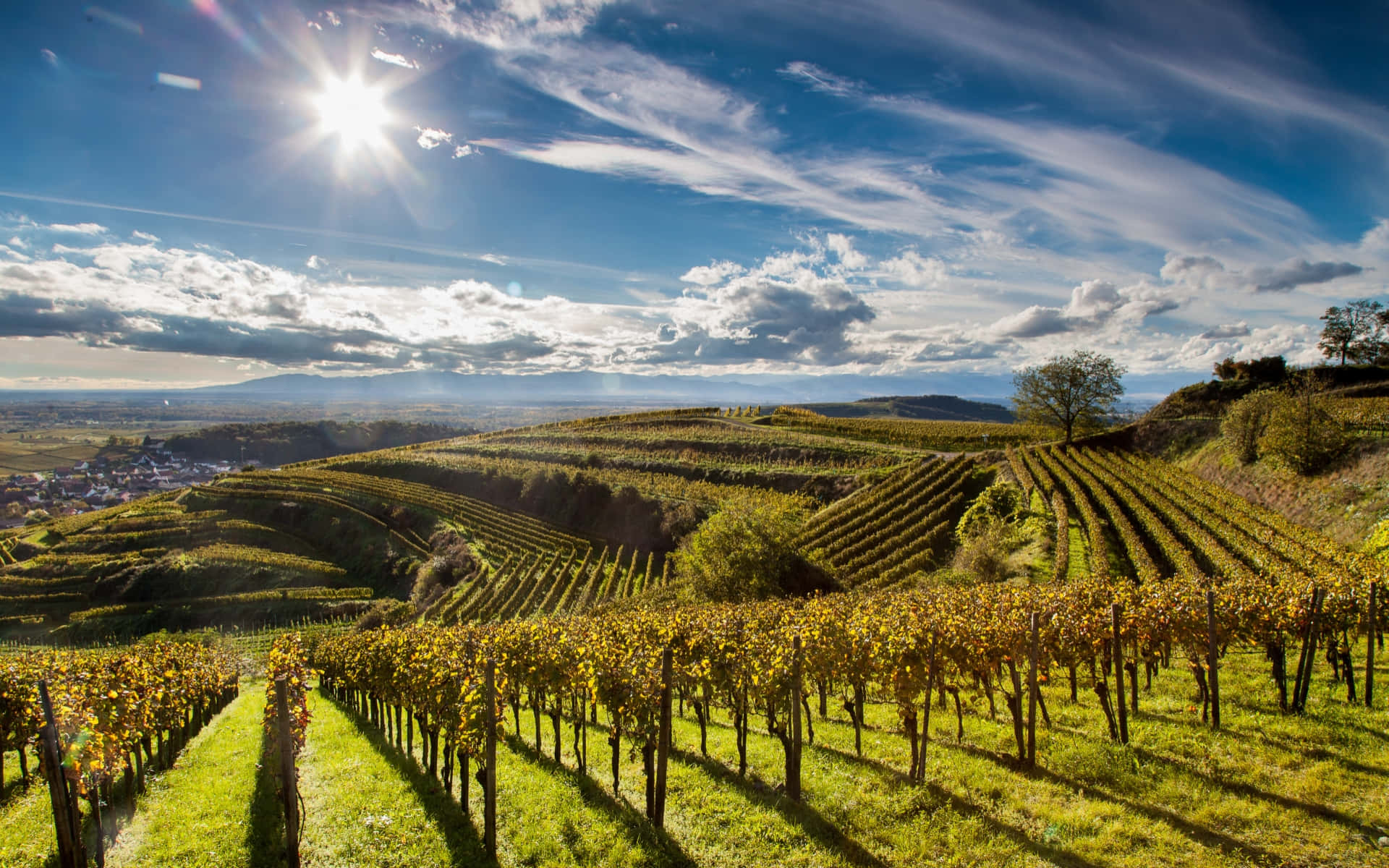 Sunlit, terraced vineyards, rolling hills, Full HD Desktop Wallpaper