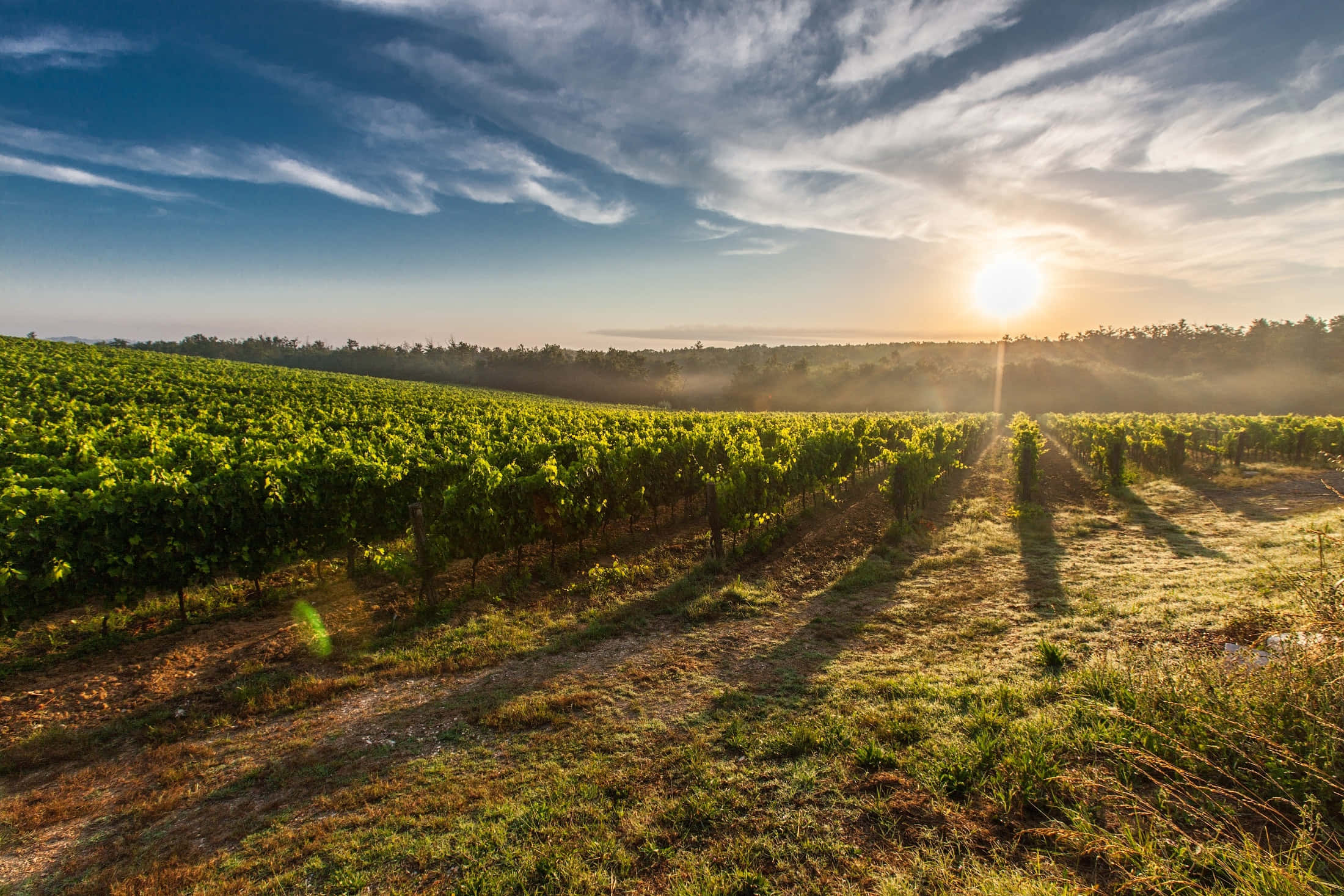 morning sunlight, vineyard, sunrise, Full HD Desktop Wallpaper