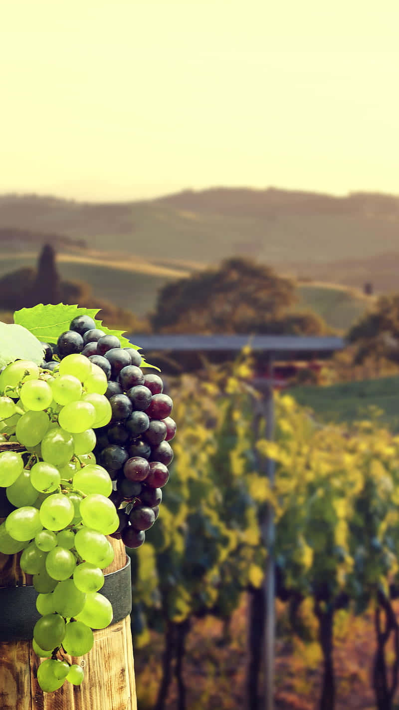 grape, wooden barrel, sunlit vineyard, HD Phone Wallpaper