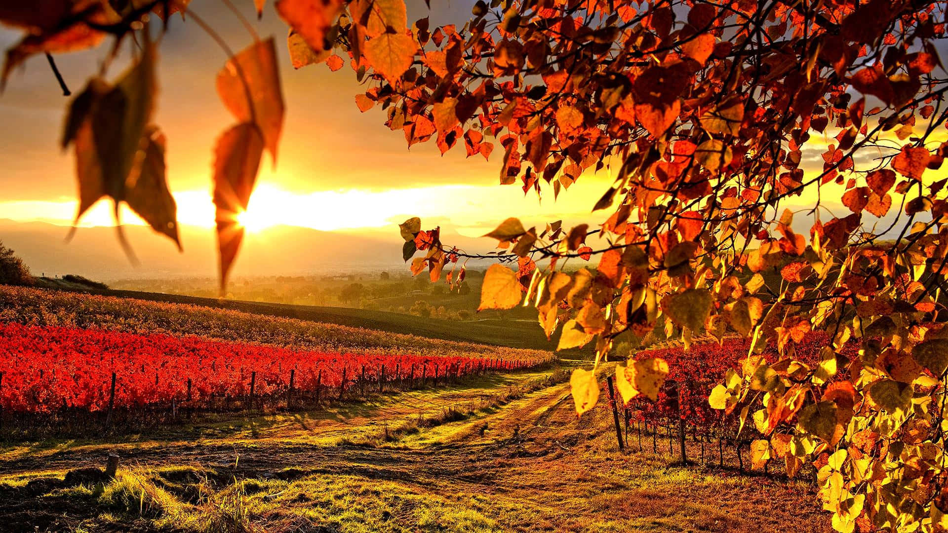 Vineyard, Golden sunset, autumn leaves, Full HD Desktop Wallpaper