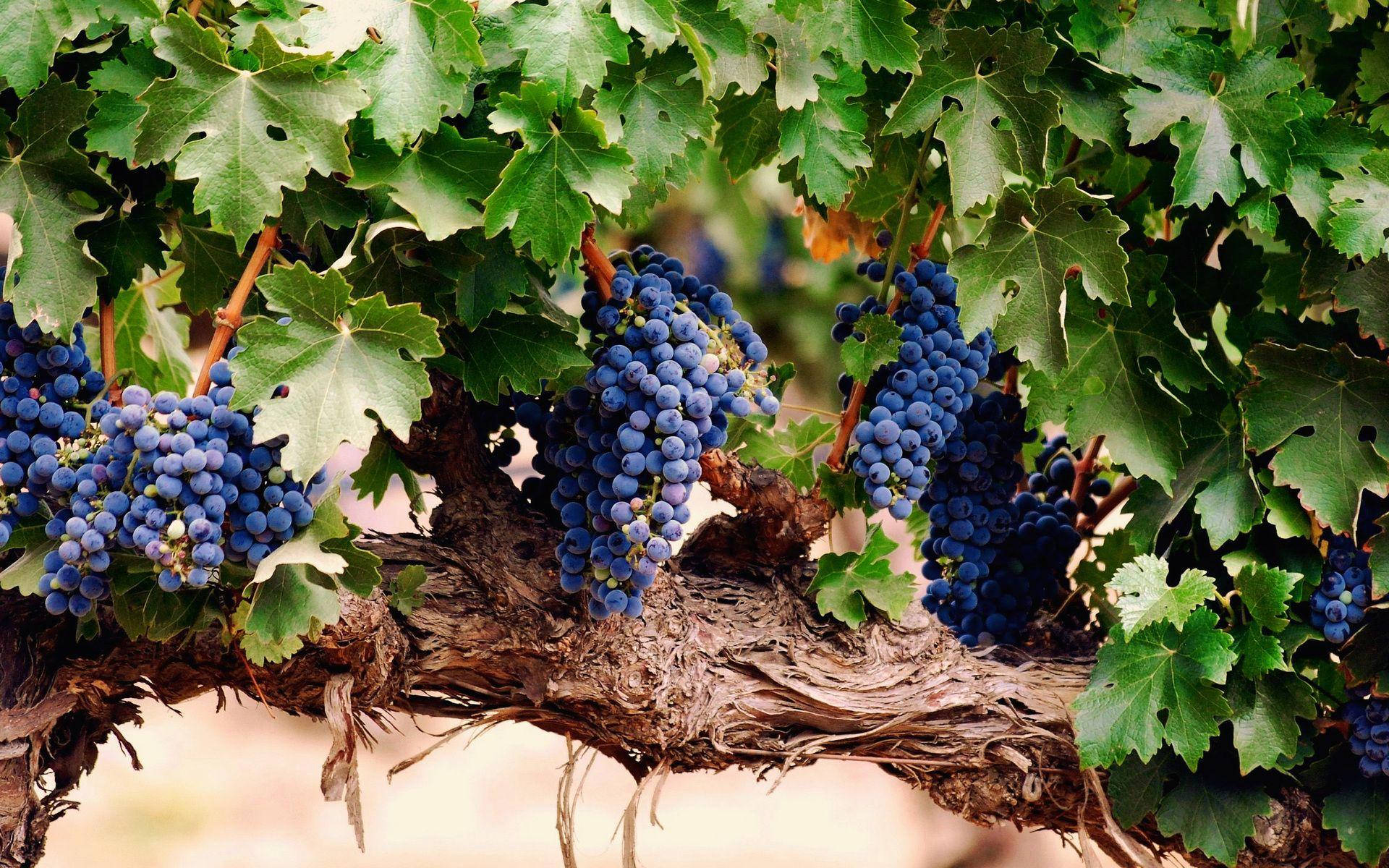 Black Muscat wine grapes, dark blue grape clusters, gnarled vine, Full HD Desktop Wallpaper