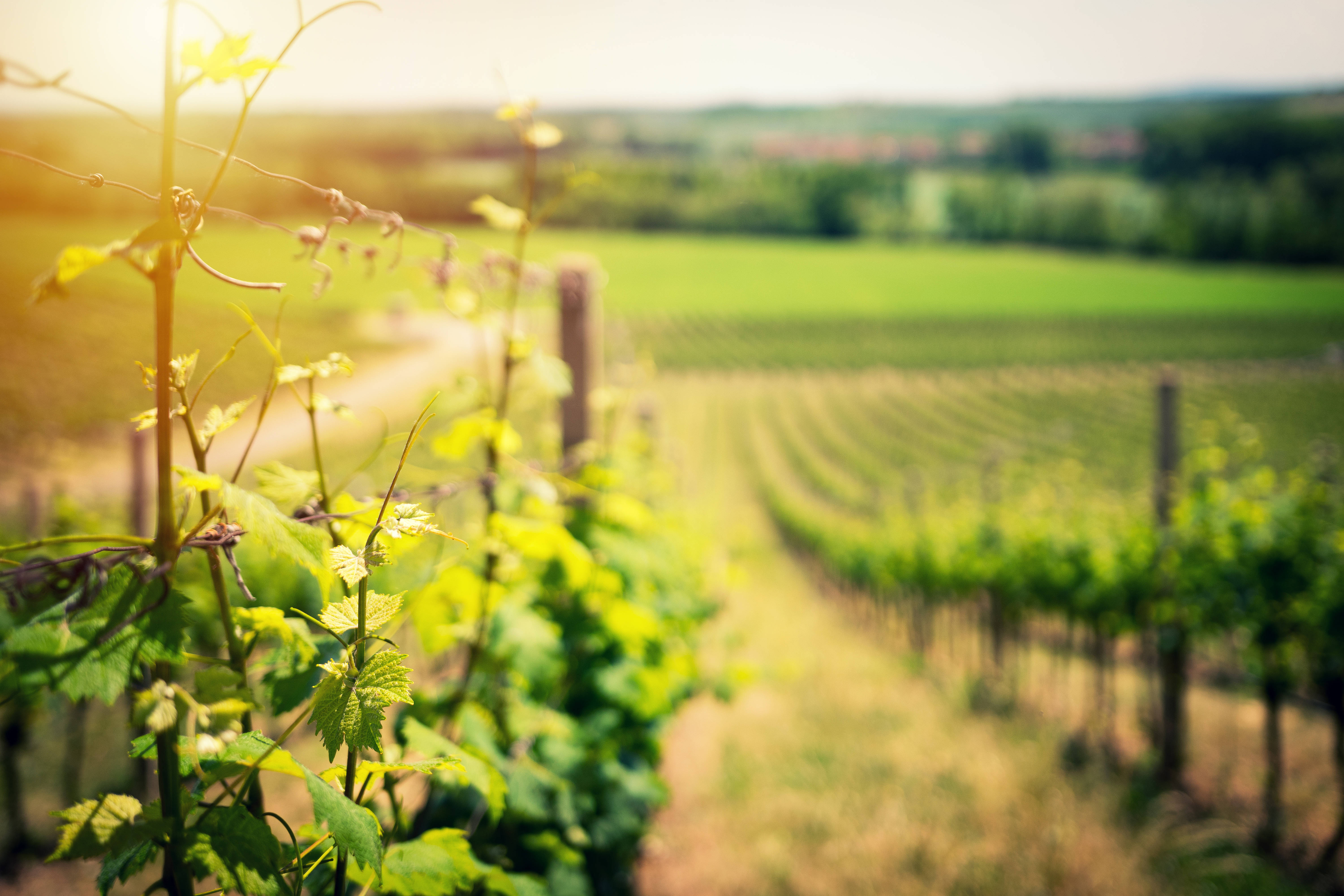 Vineyard, Sunlight, vibrant green grapevines, 5K Desktop Wallpaper