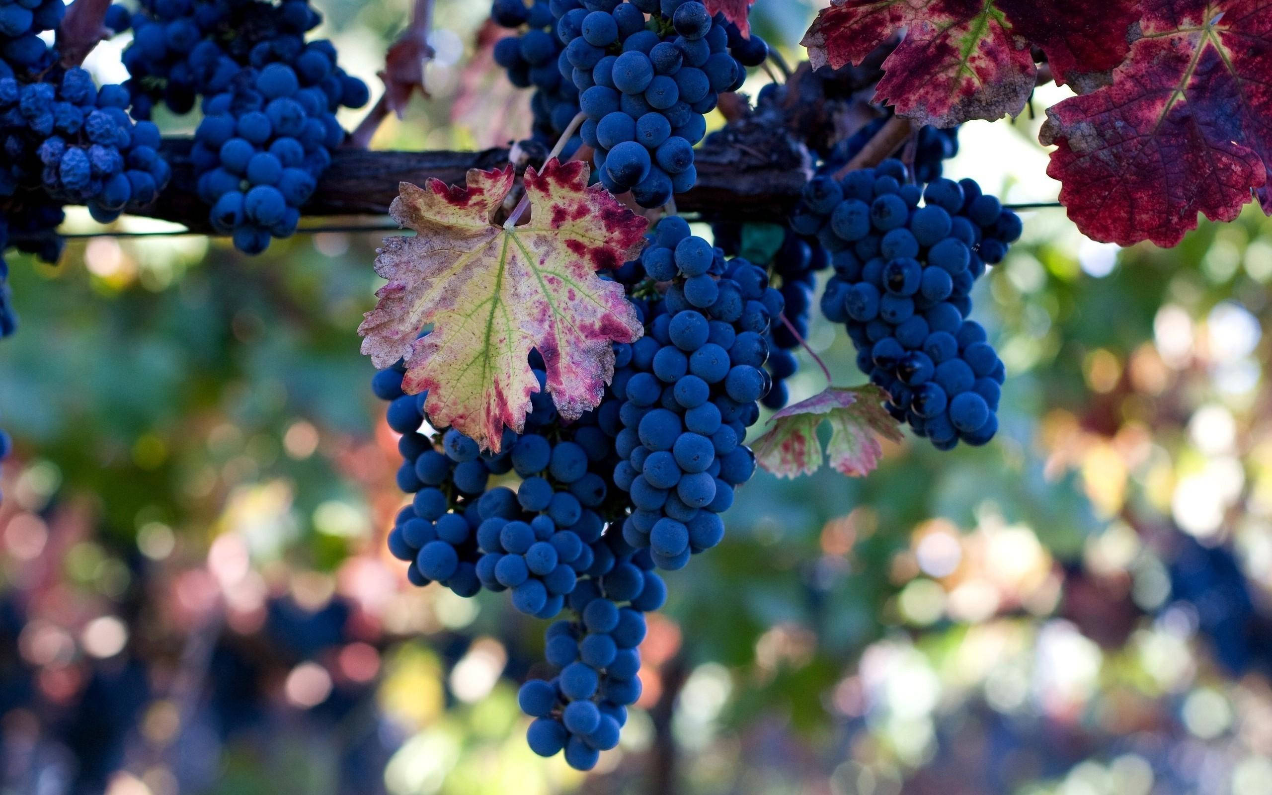 Pinot Noir wine grapes, vine, autumn leaves, 2K Desktop Wallpaper