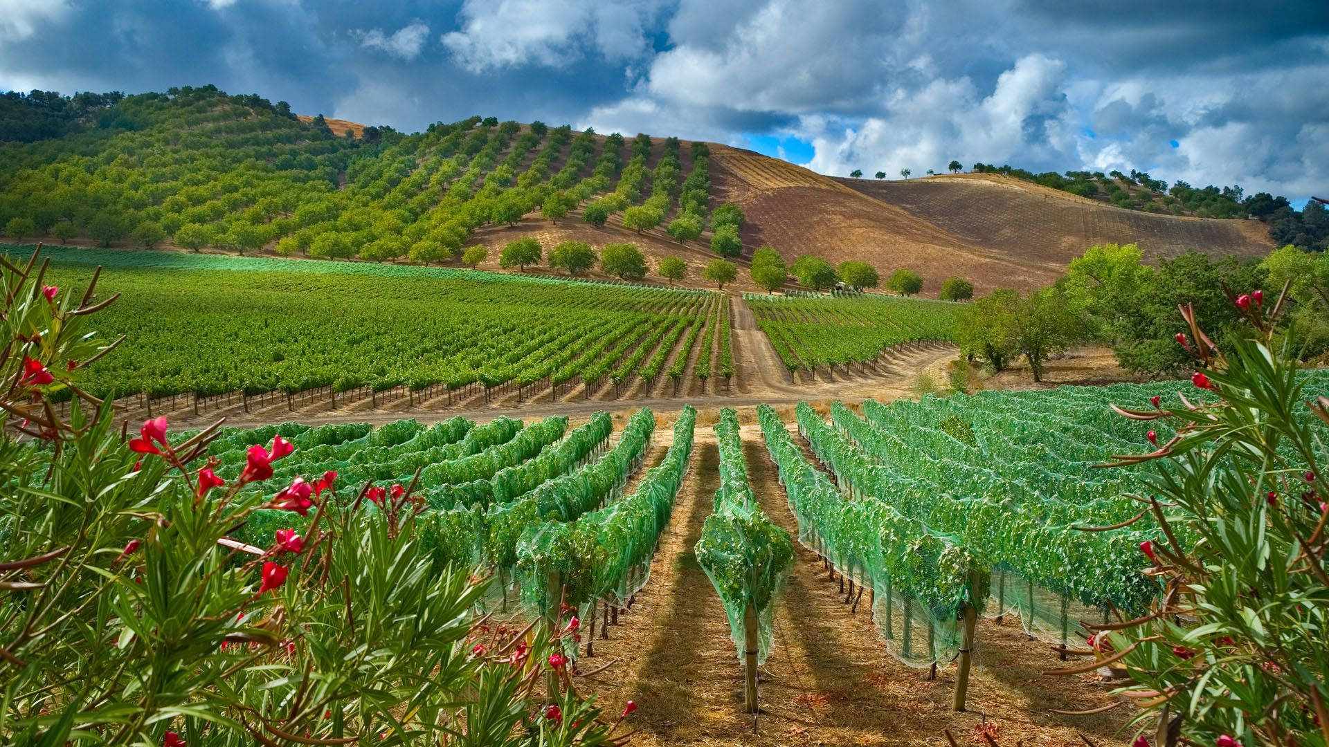 agriculture green vineyard, lush green grapevines, rolling hills, Full HD Desktop Wallpaper