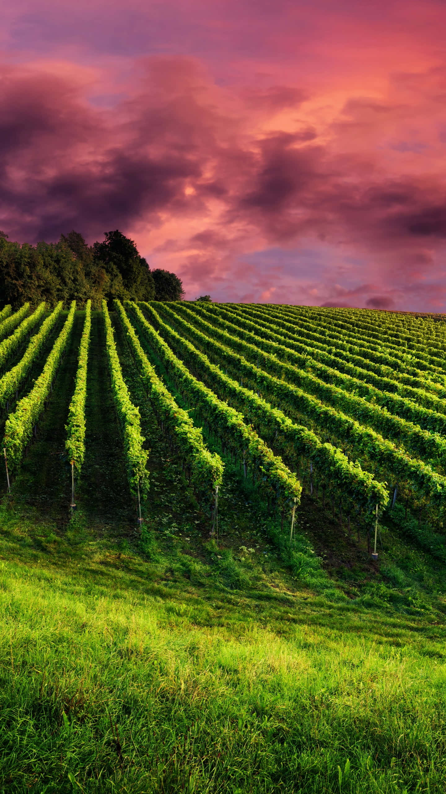 sunset sky, vibrant green grapevines, rolling hill, 2K Phone Wallpaper