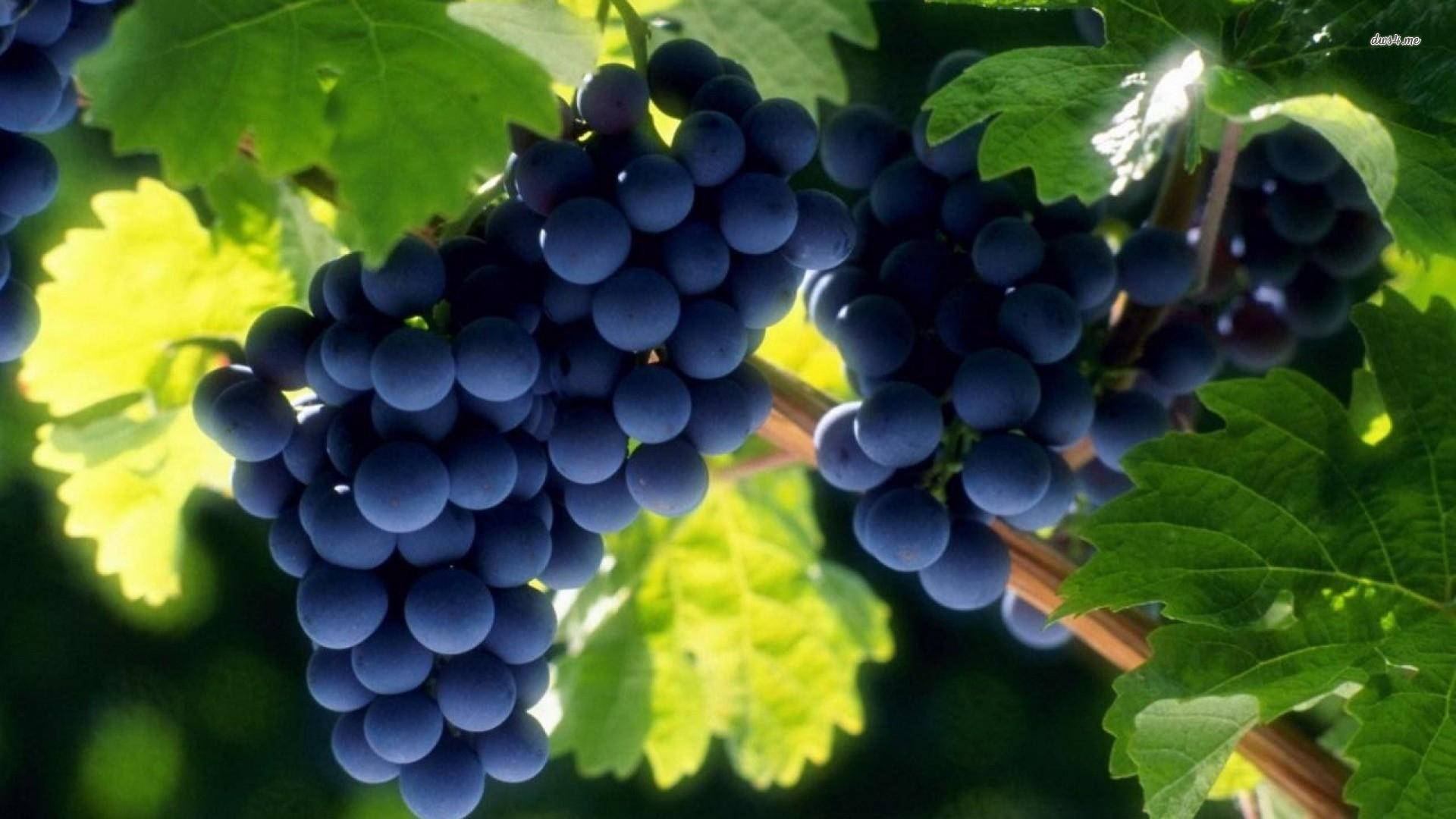 ripe autumn royal grapes, dark purple grape clusters, vibrant green leaves, Full HD Desktop Wallpaper