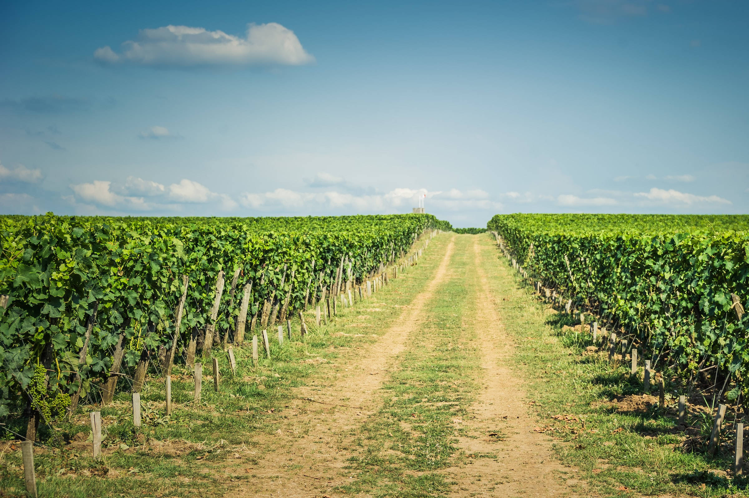 vine pathway, vineyard farm, dirt path, Full HD Desktop Wallpaper