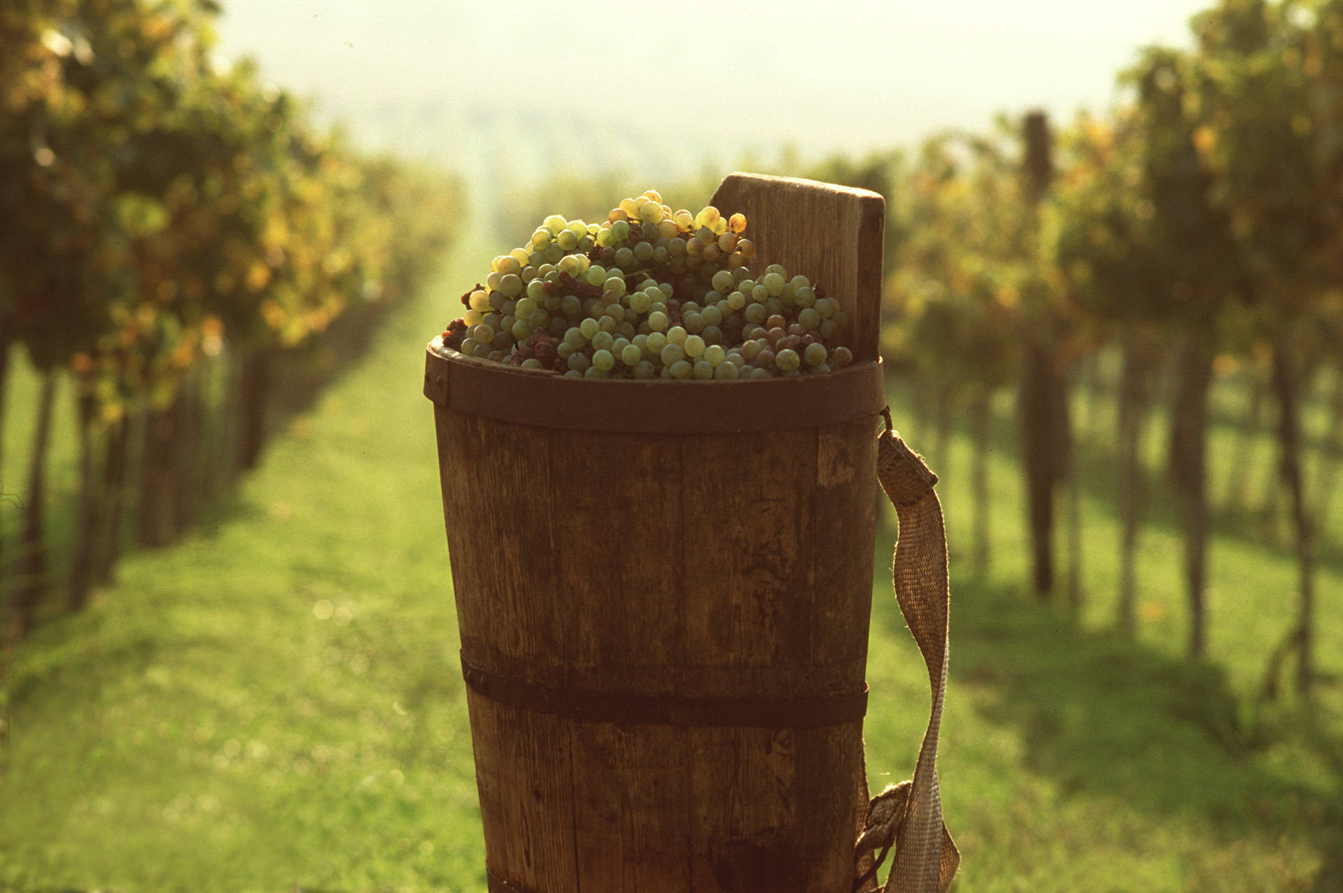 green grape garden, wooden bucket, green grapes, Full HD Desktop Wallpaper