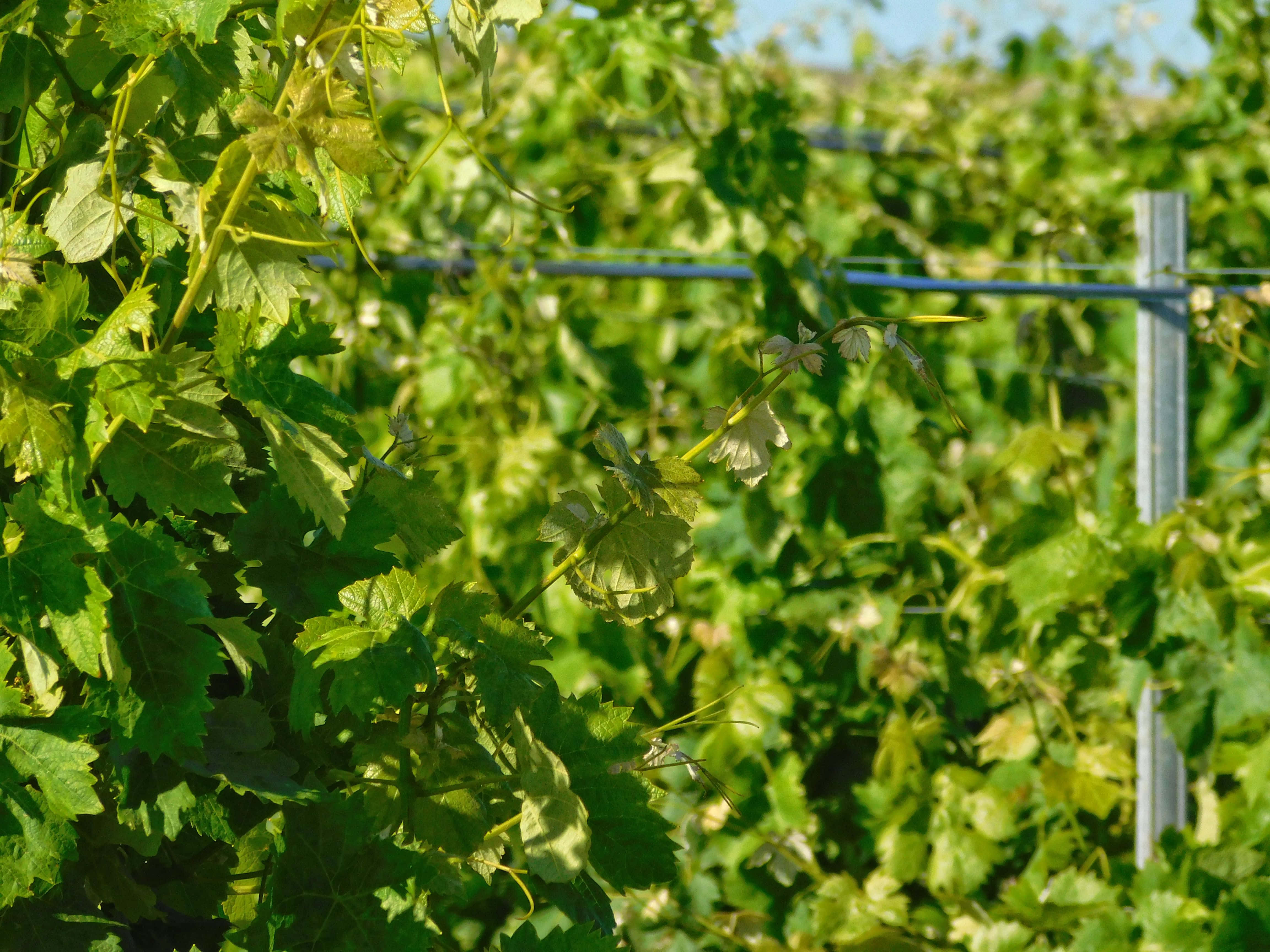 vineyard, grapevines, lush green leaves, 4K Desktop Wallpaper