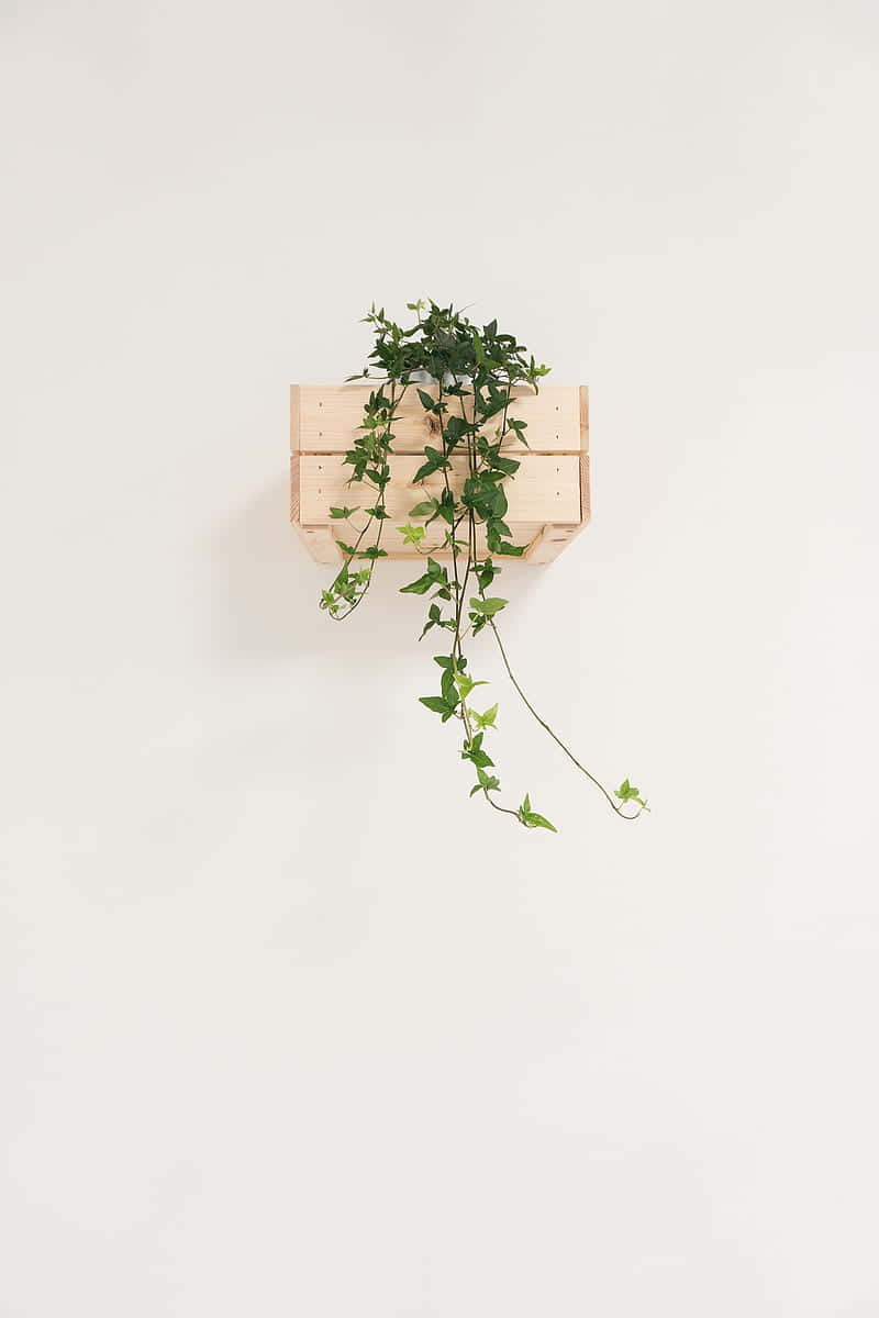 wall mounted wooden planter, white wall, lush green ivy plant, SD Phone Wallpaper