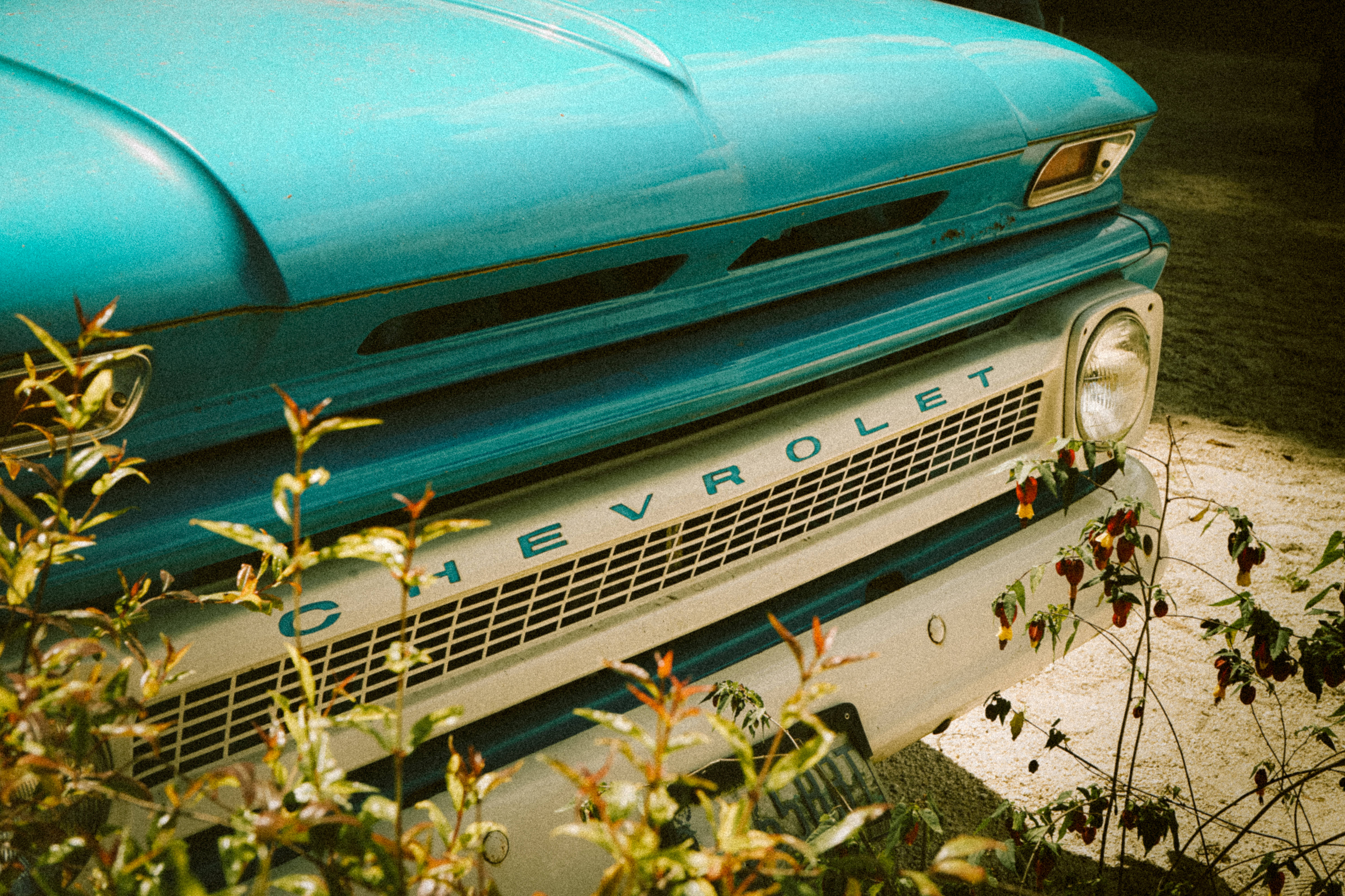 turquoise Chevrolet truck, front grille, wild foliage, 5K Desktop Wallpaper