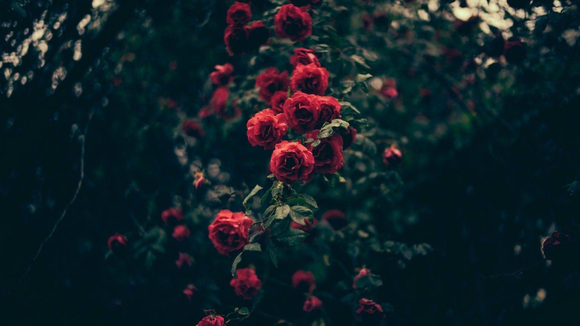 Somber Flower, vintage aesthetic laptop, vibrant red roses, Full HD Desktop Wallpaper